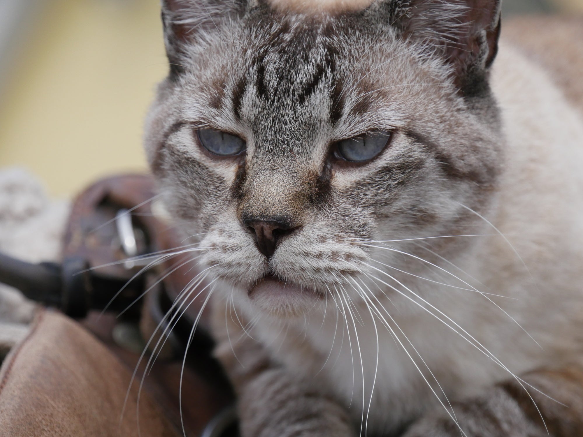 「新・旅猫ロマン」旅チャンネル