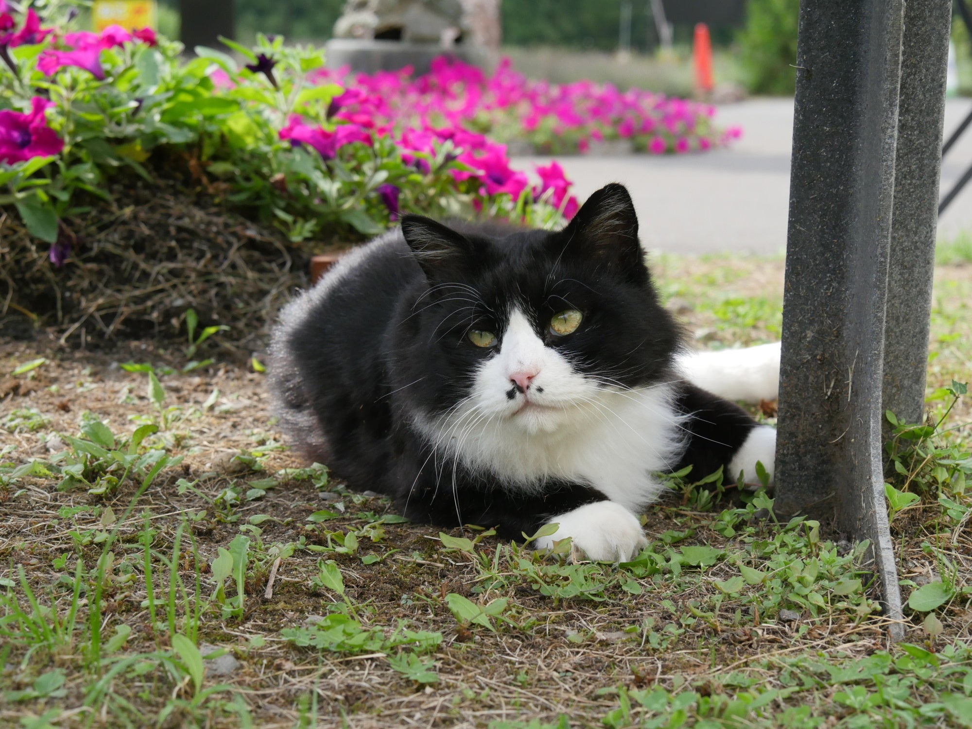 「新・旅猫ロマン」旅チャンネル