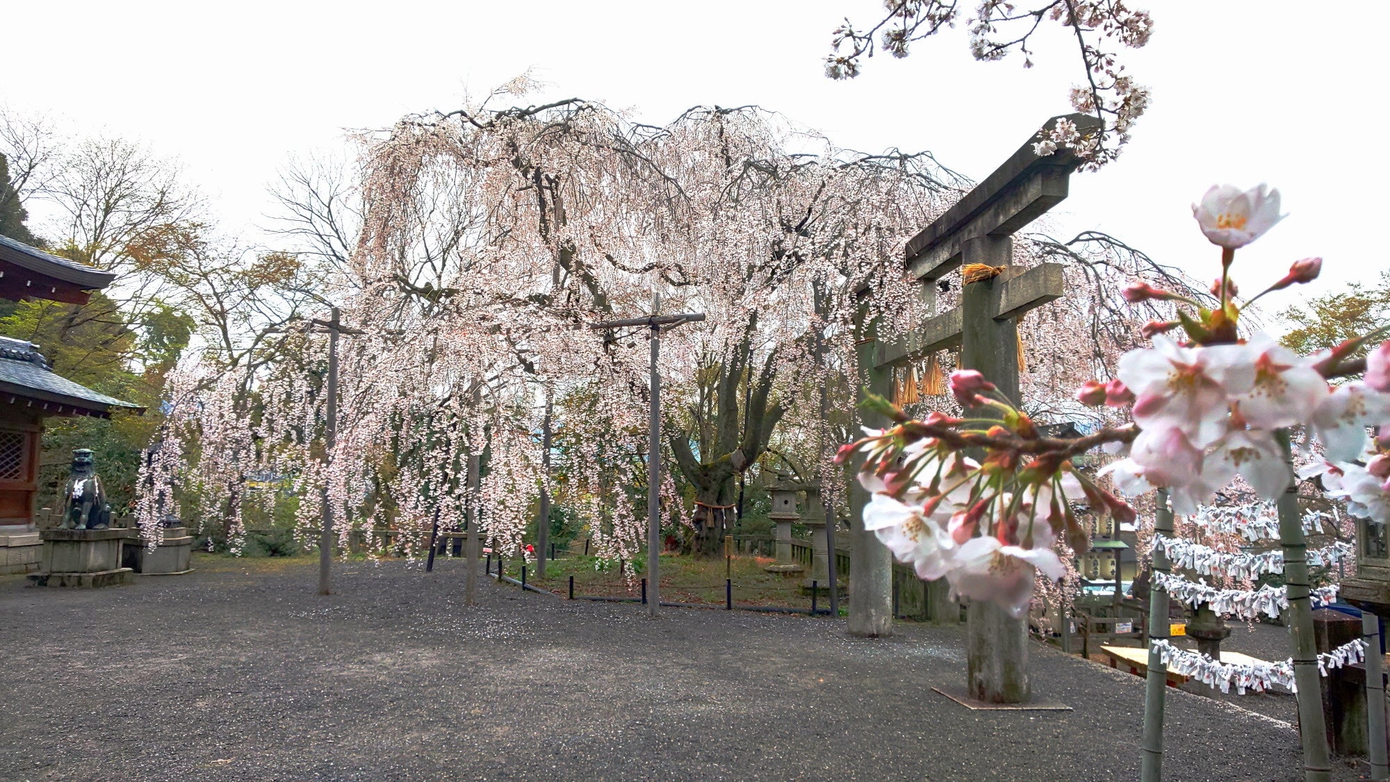 「京都よろづ観光帖」旅チャンネル