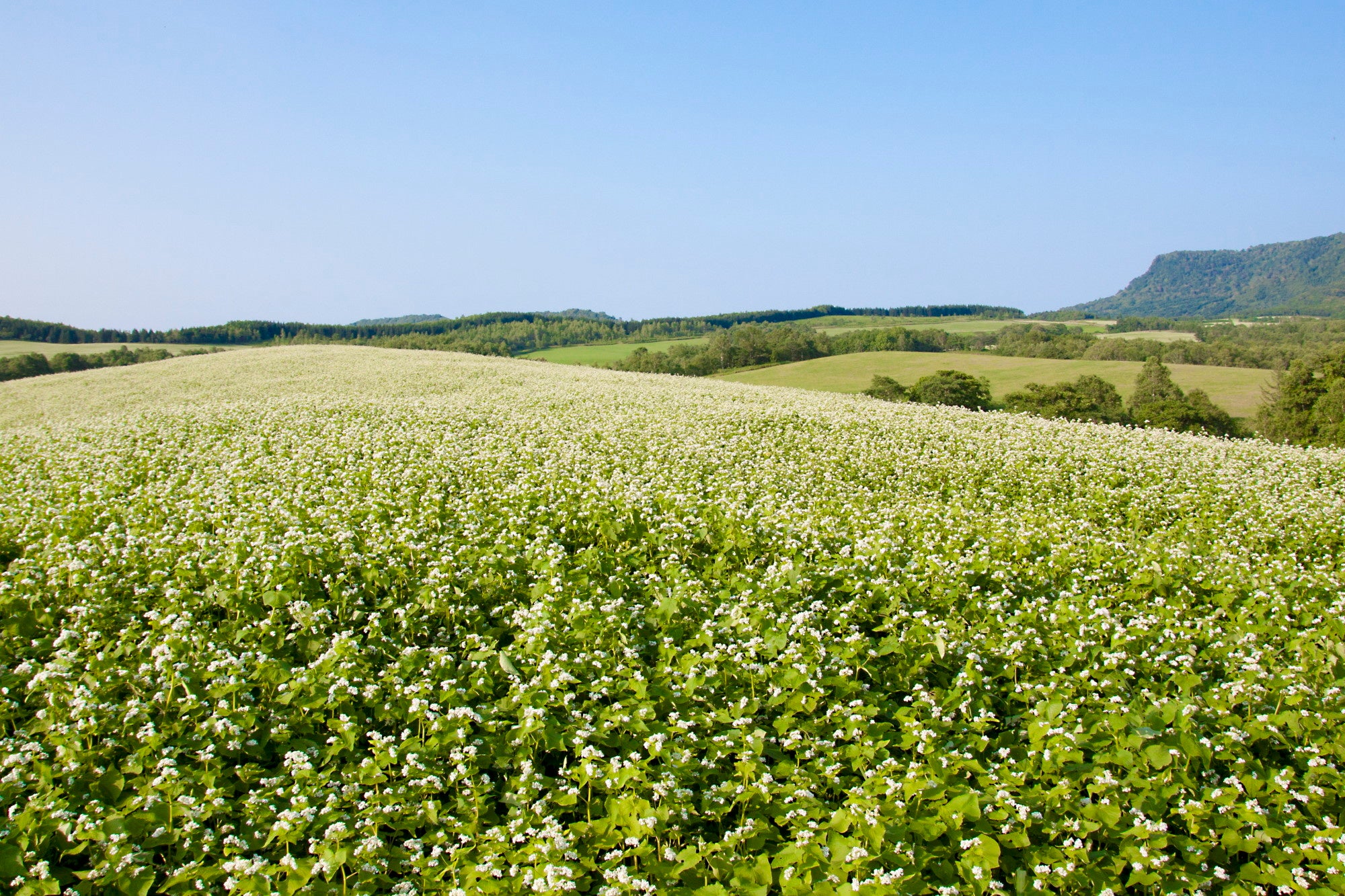 「まるごと！北海道」旅チャンネル