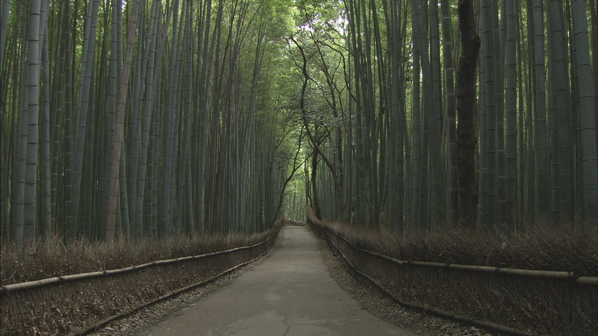 「京都よろづ観光帖」旅チャンネル