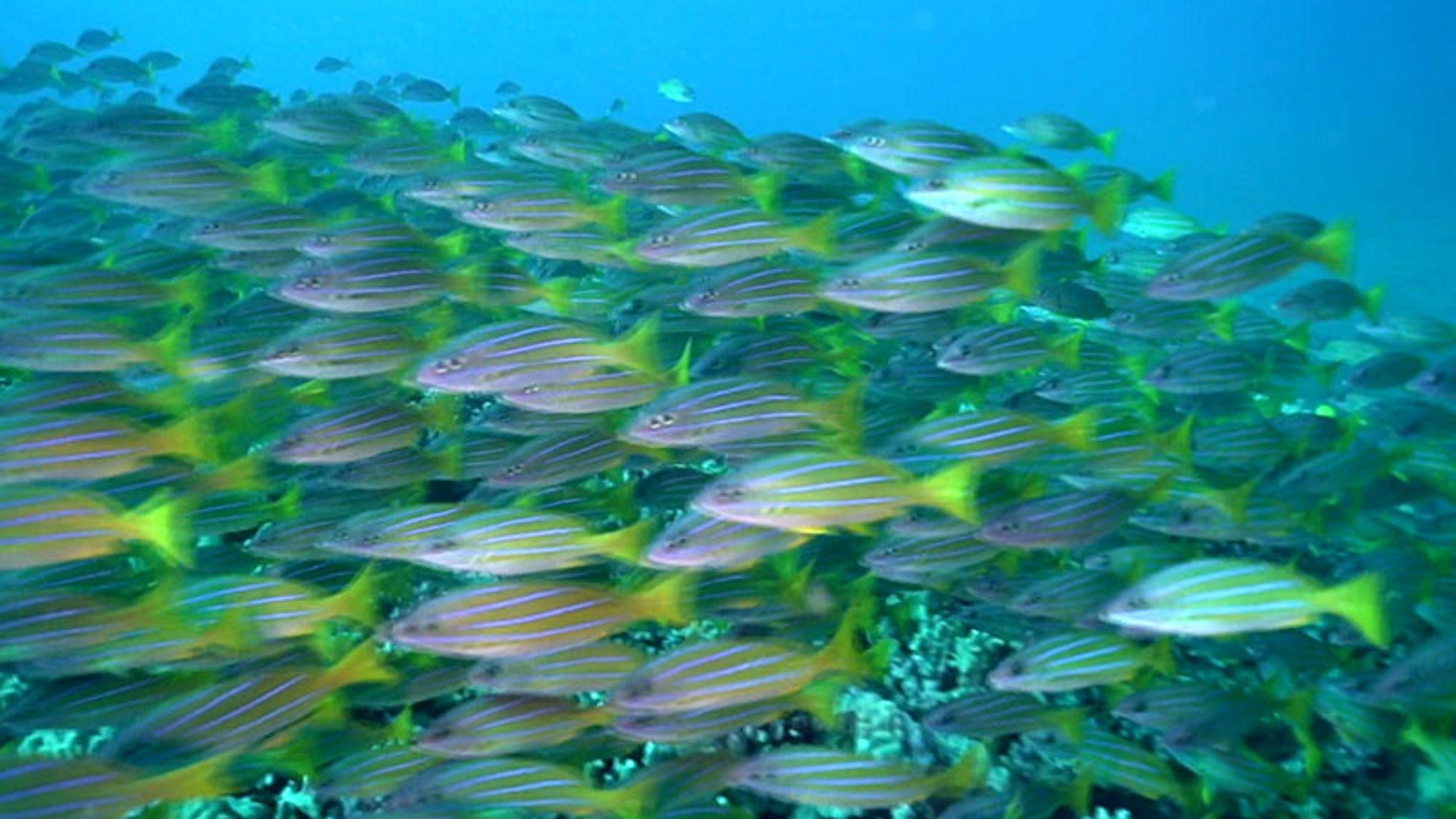 「トラベルサラダ See the World」ⓒ朝日放送テレビ