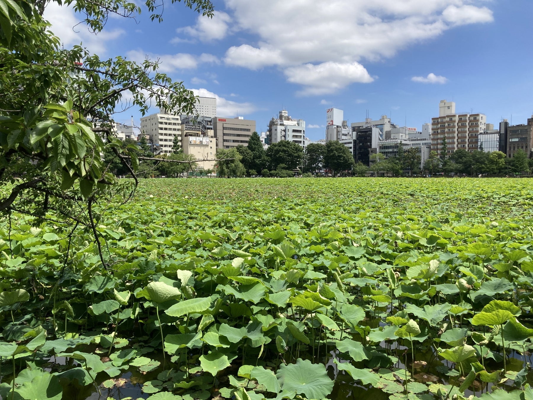 上野 御徒町エリアの朝をご紹介 中西圭三の朝ぶら散歩 旅チャンネル ターナージャパン株式会社のプレスリリース 上野 御徒町エリアの朝をご紹介 中西圭三の朝ぶら散歩 旅チャンネル ターナージャパン株式会社のプレスリリース
