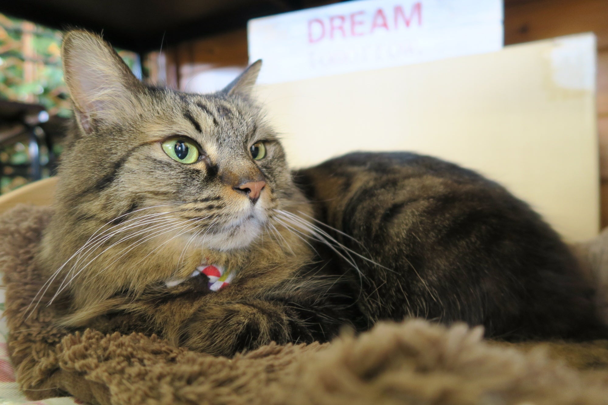 「新・旅猫ロマン」旅チャンネル