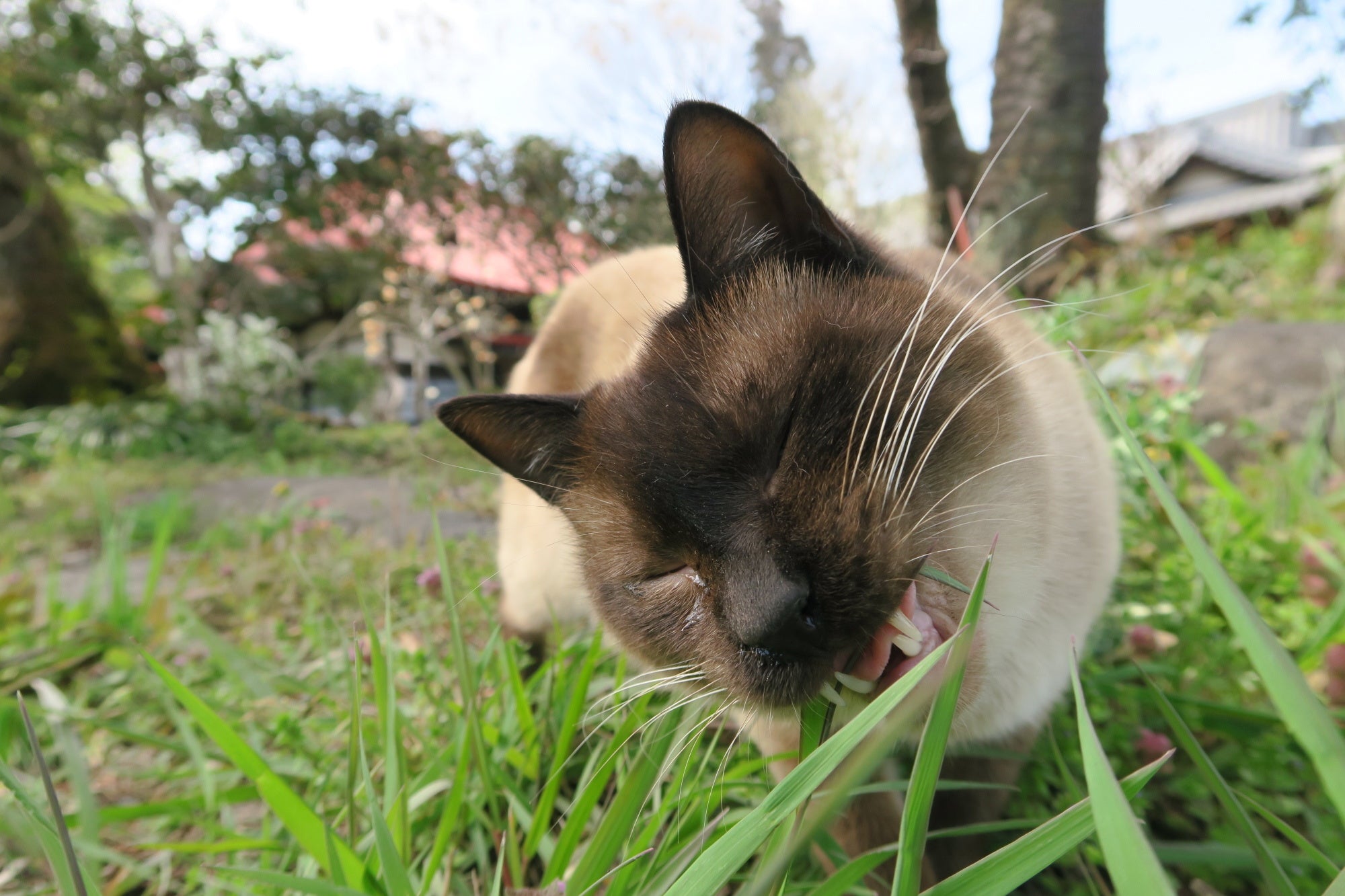 「新・旅猫ロマン」旅チャンネル