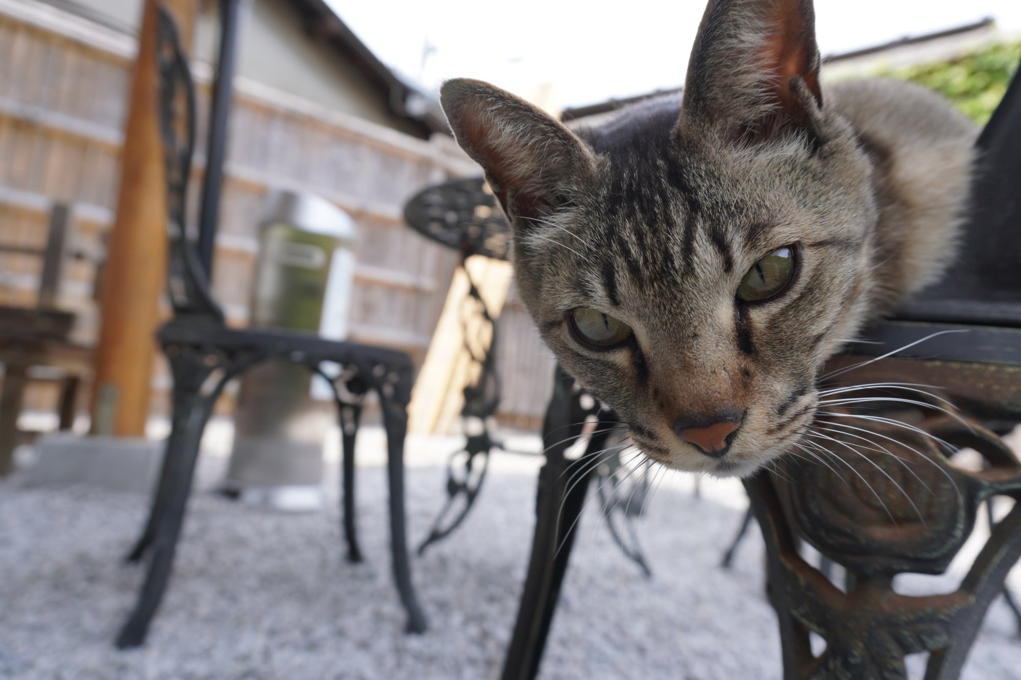 「新・旅猫ロマン」旅チャンネル