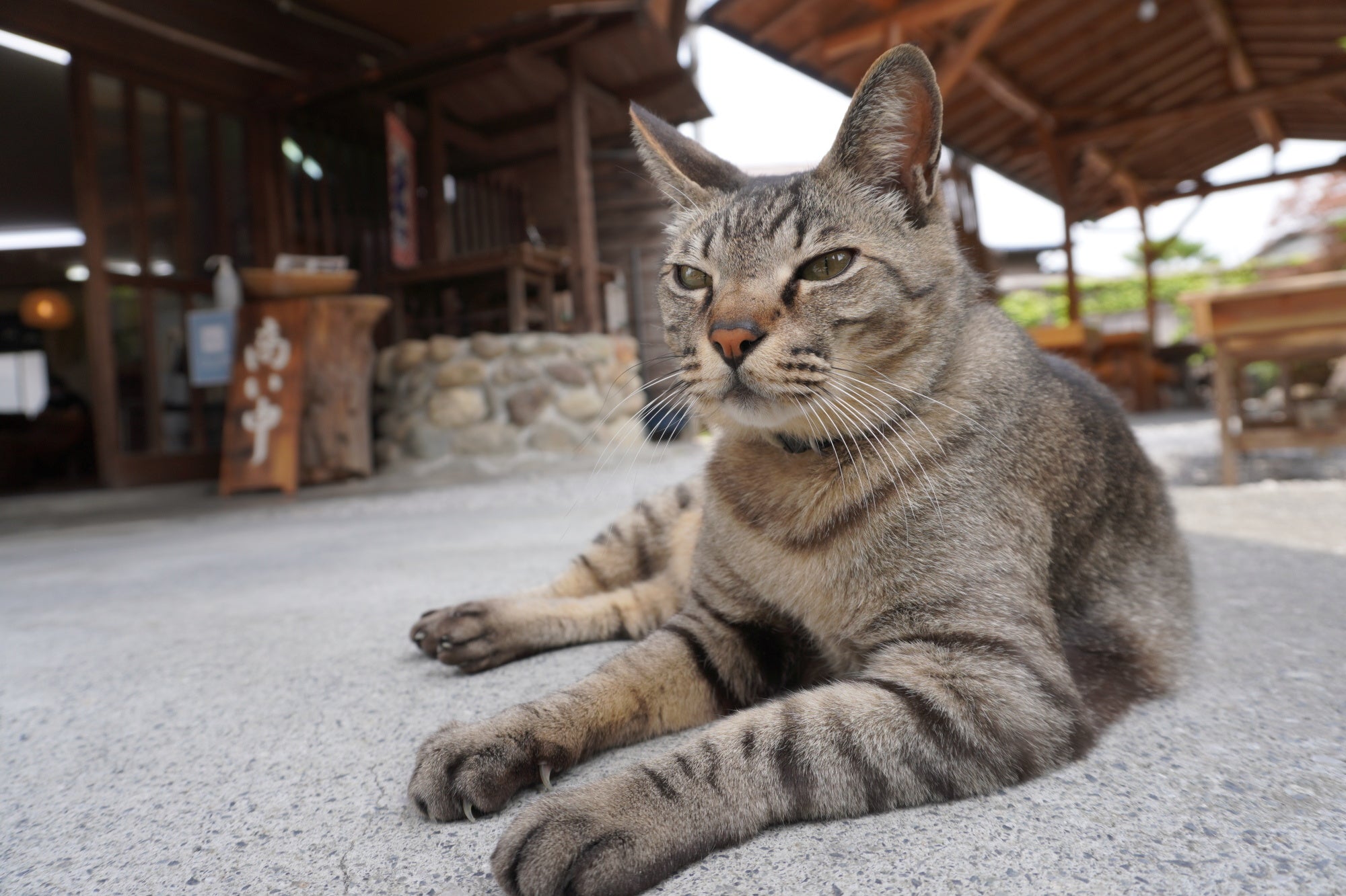 「新・旅猫ロマン」旅チャンネル