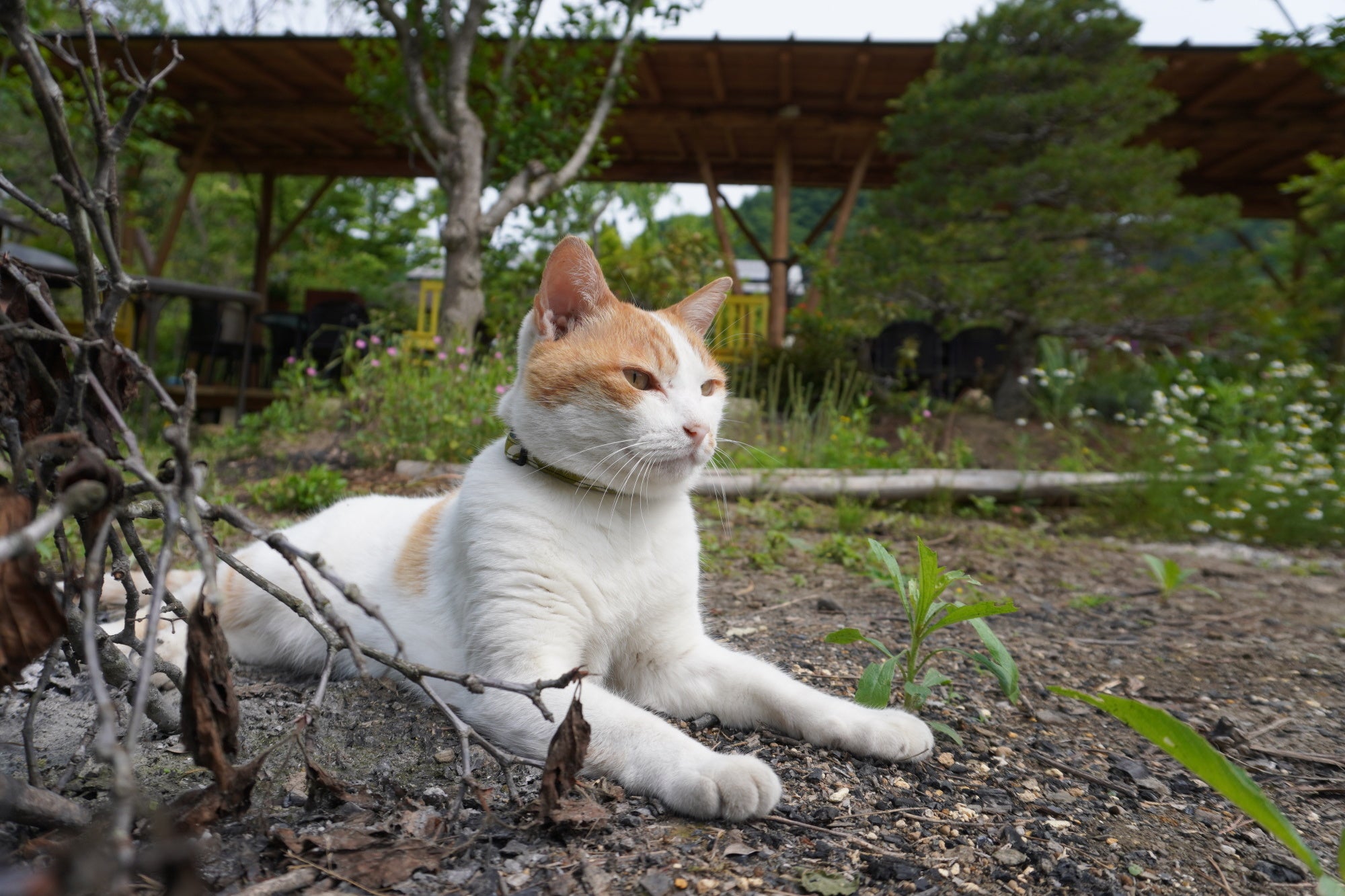 「新・旅猫ロマン」旅チャンネル