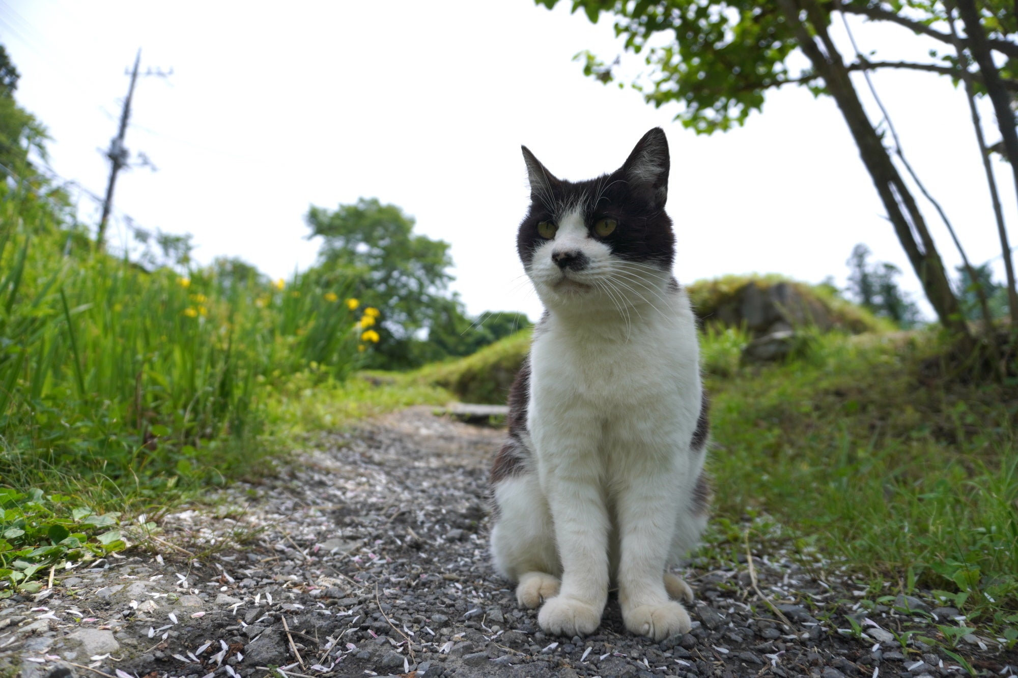 「新・旅猫ロマン」旅チャンネル