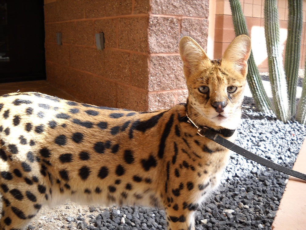 Credit Discovery Communications, LLC