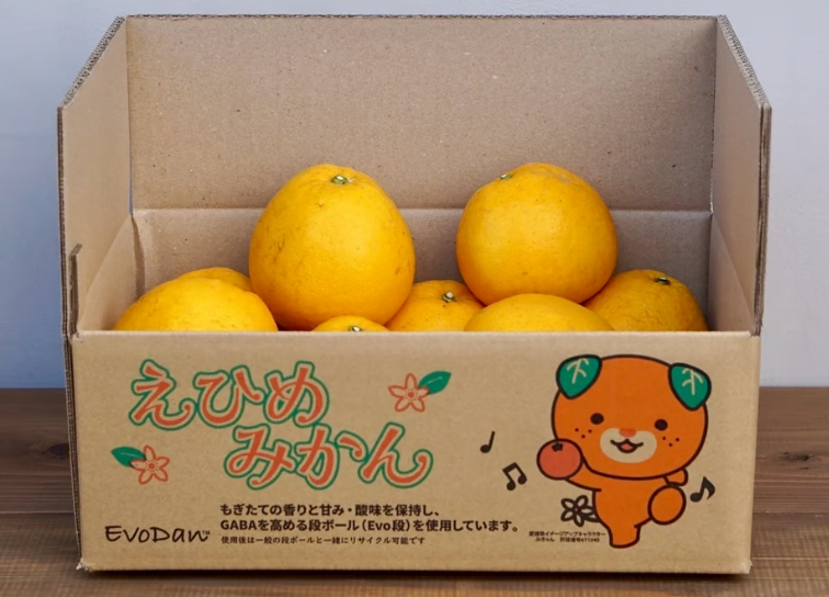 みかん箱3箱分パンパンに詰めます　正月飾り　松の葉　30cm以上希望承ります！ バイオマス由来のガスバリア材〈PLANTIC®〉がみかん箱に初採用 | 株式