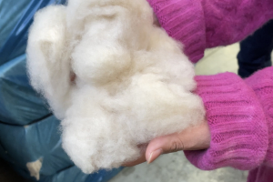 カシミヤの原毛