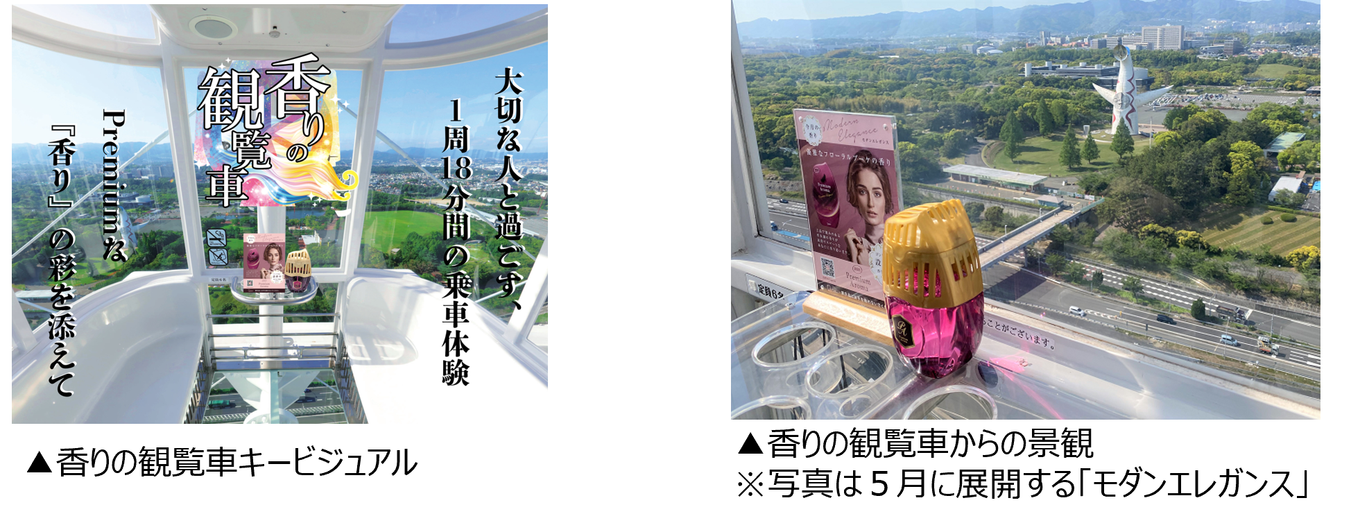 モンステラ　大型　170㎝　お引取りのみ　大阪 モンステラ 大型 170㎝ お引取りのみ 大阪 モンステラ 大型 170㎝ お引