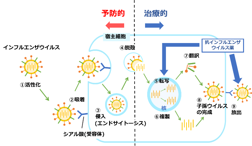 インフルエンザウイルスの複製過程