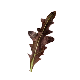 ＜レッドオーク＞