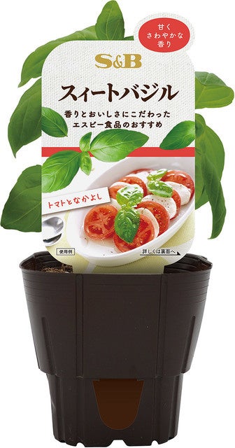 S&B バジル苗