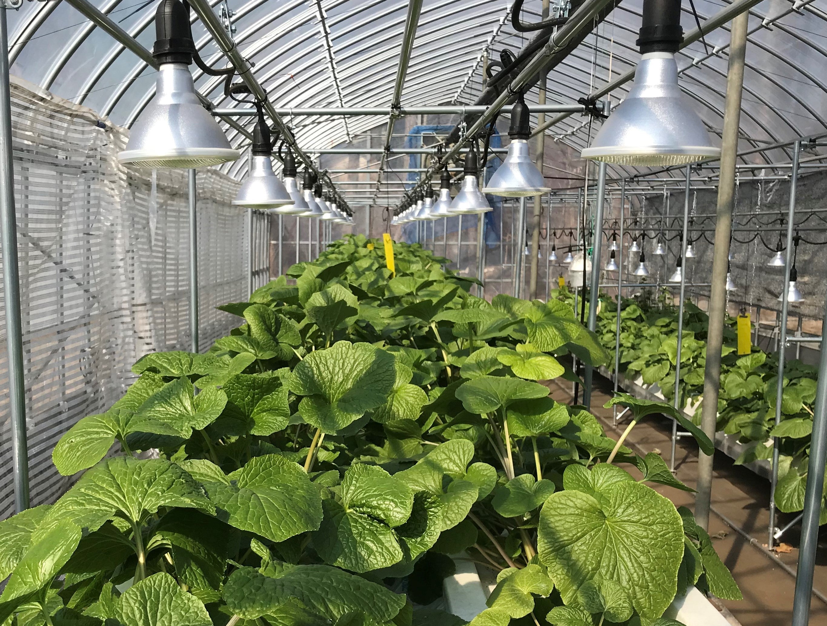 ＜忍野試験農場でのわさびの実証実験の様子＞