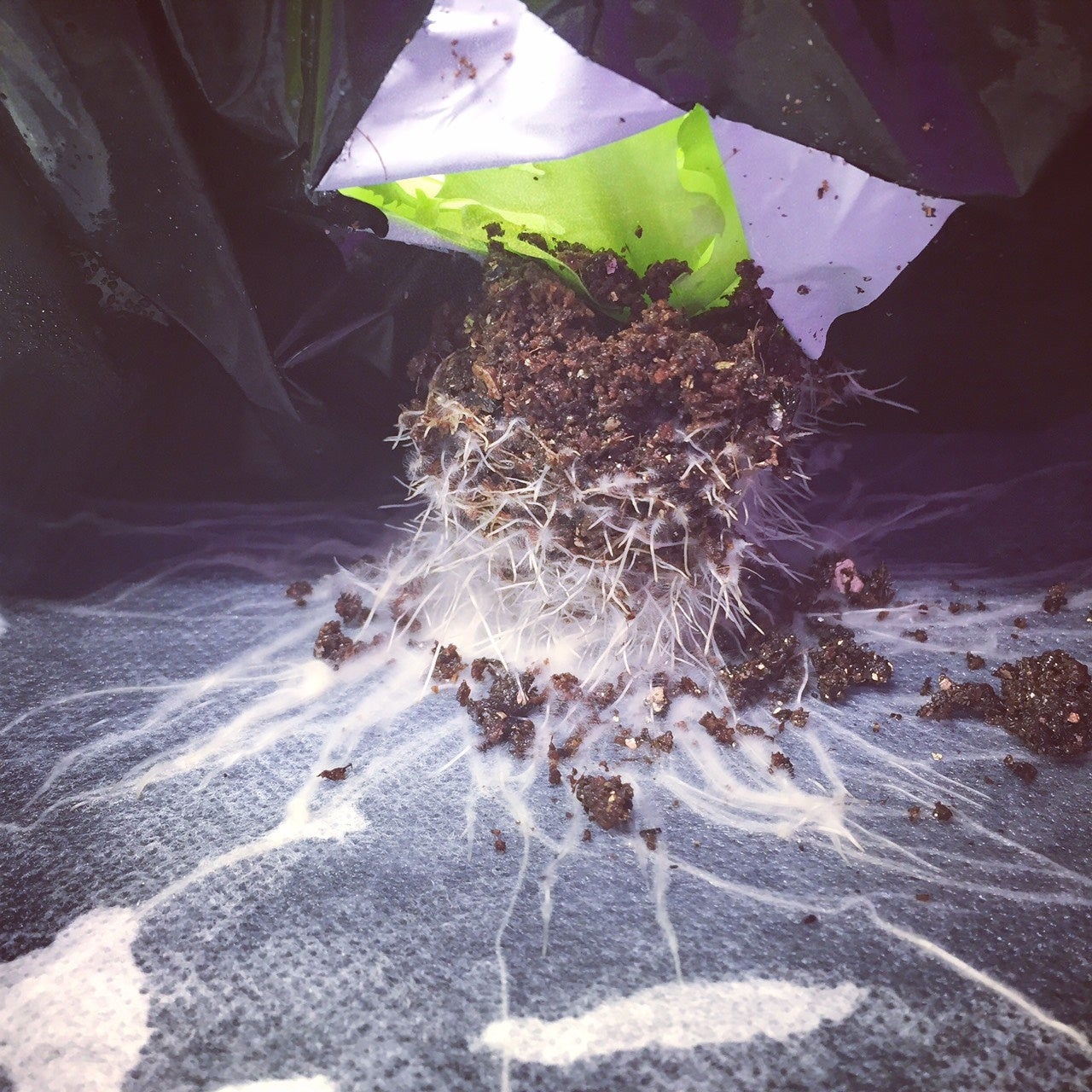 <Moisculture 技術で栽培された植物の「毛細根」>