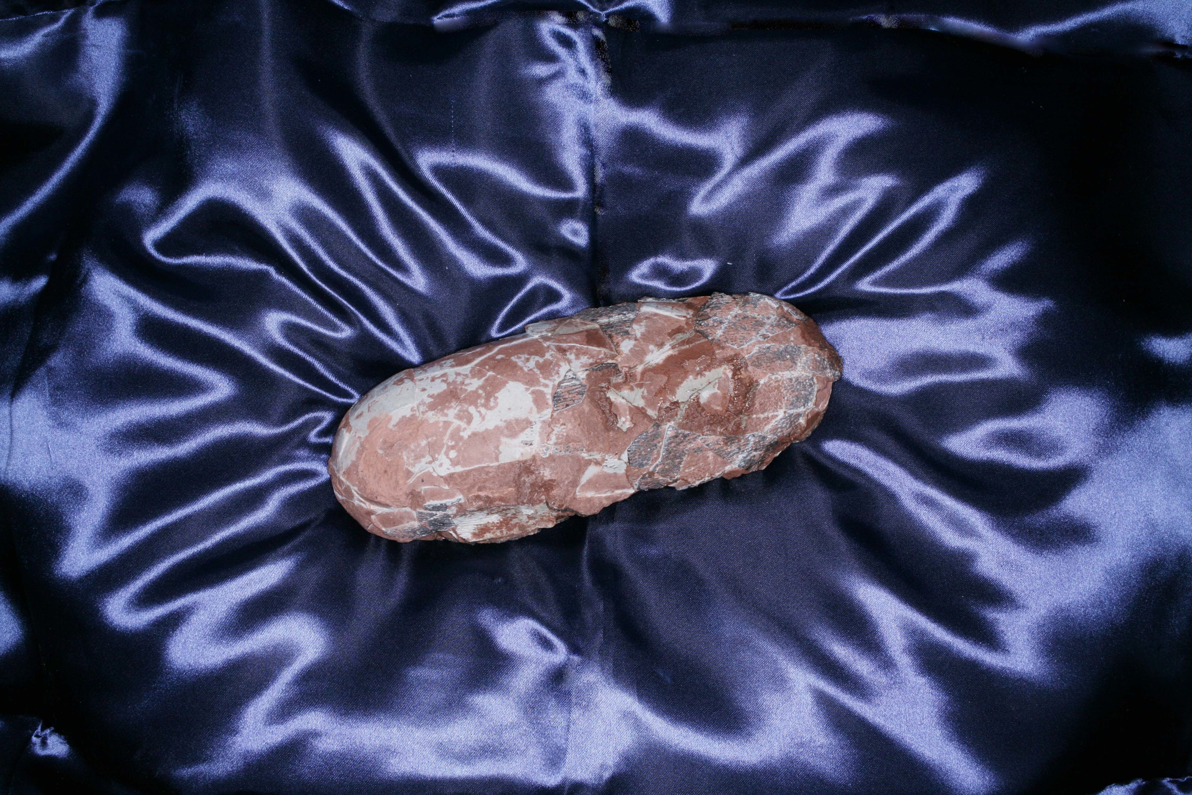 オヴィラプトル類の卵（化石）