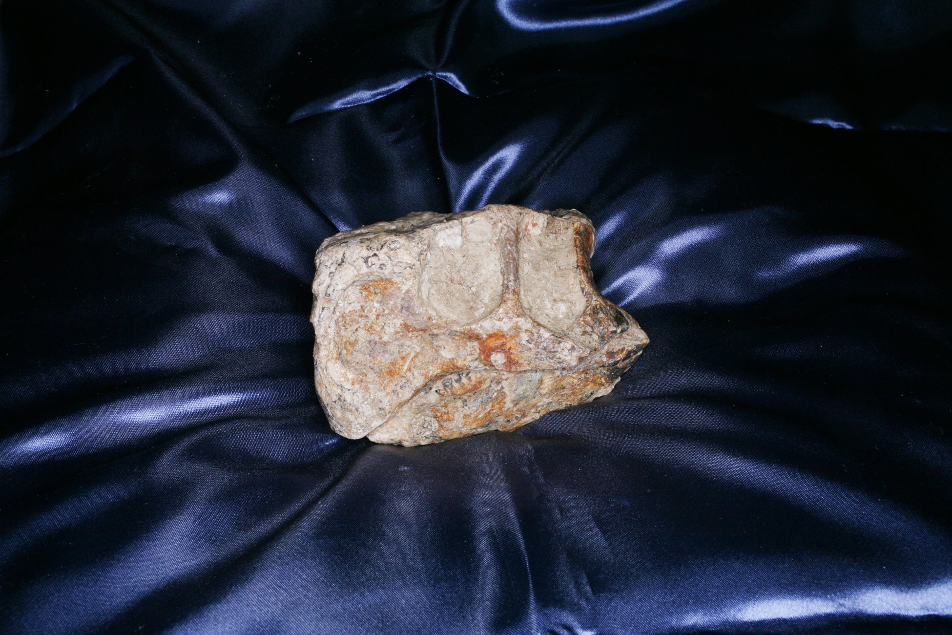 プシッタコサウルスウ頭骨(化石)