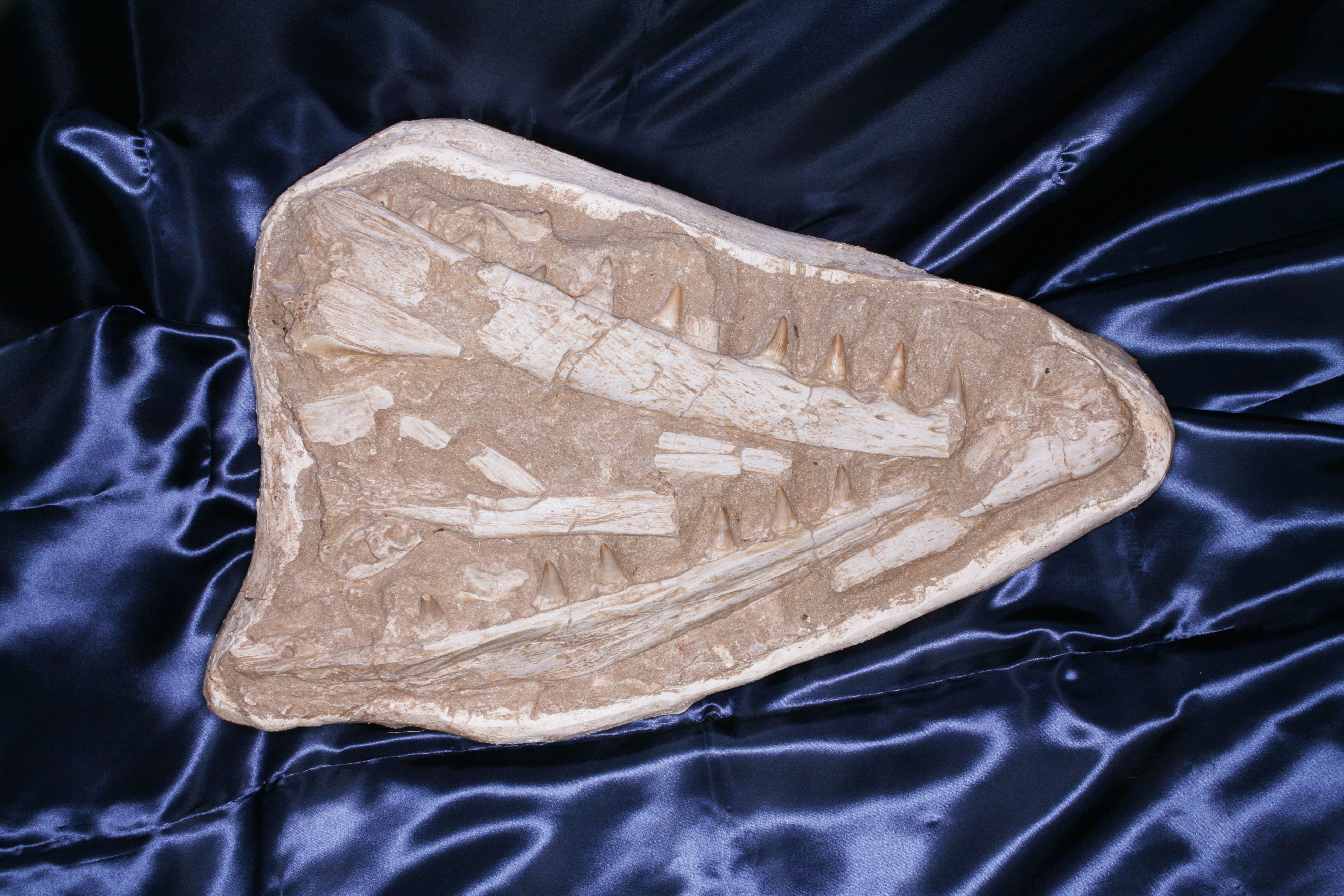 ハリサウルス下顎骨（化石）