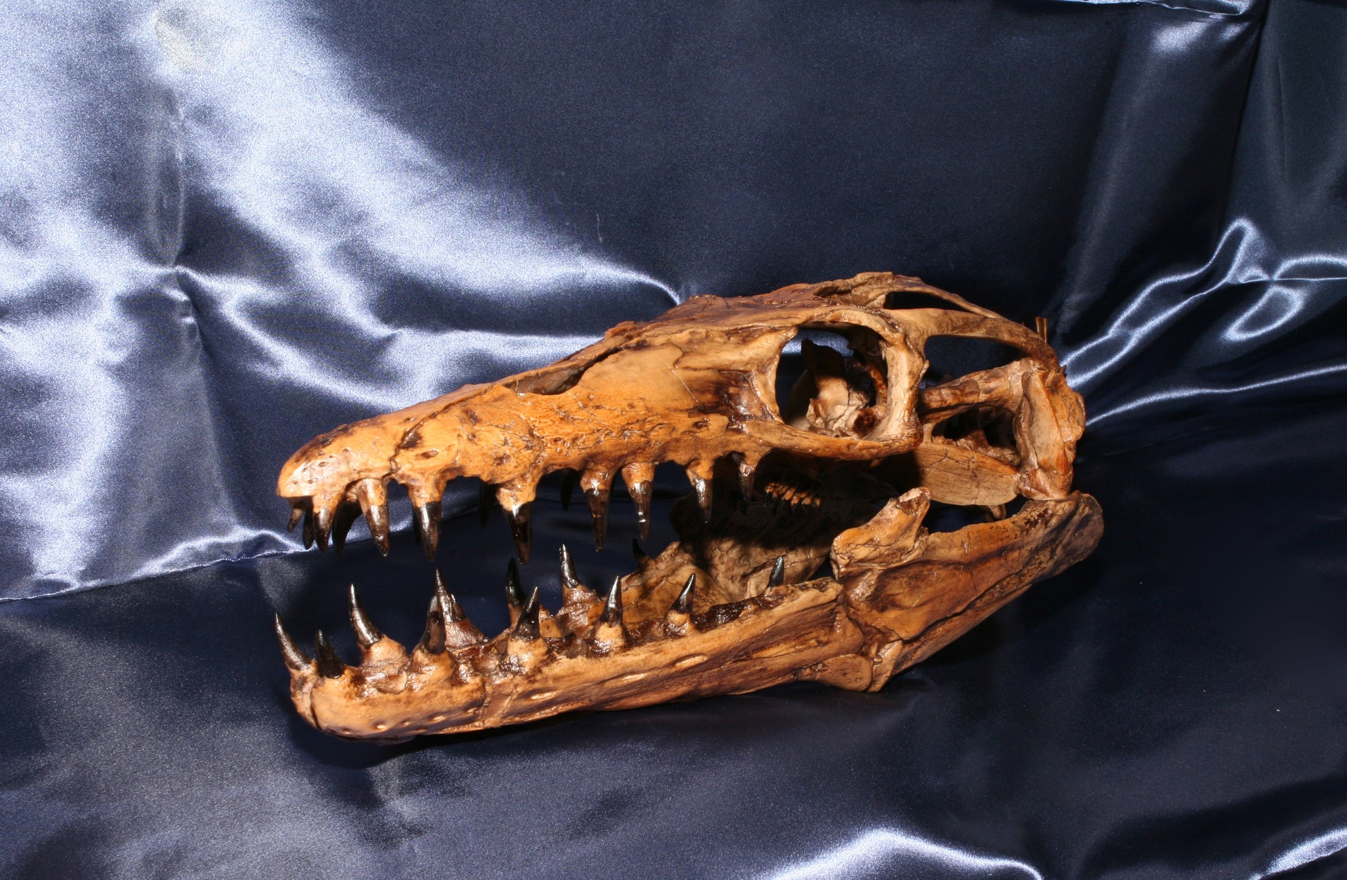 プラテカルプス頭骨(レプリカ)