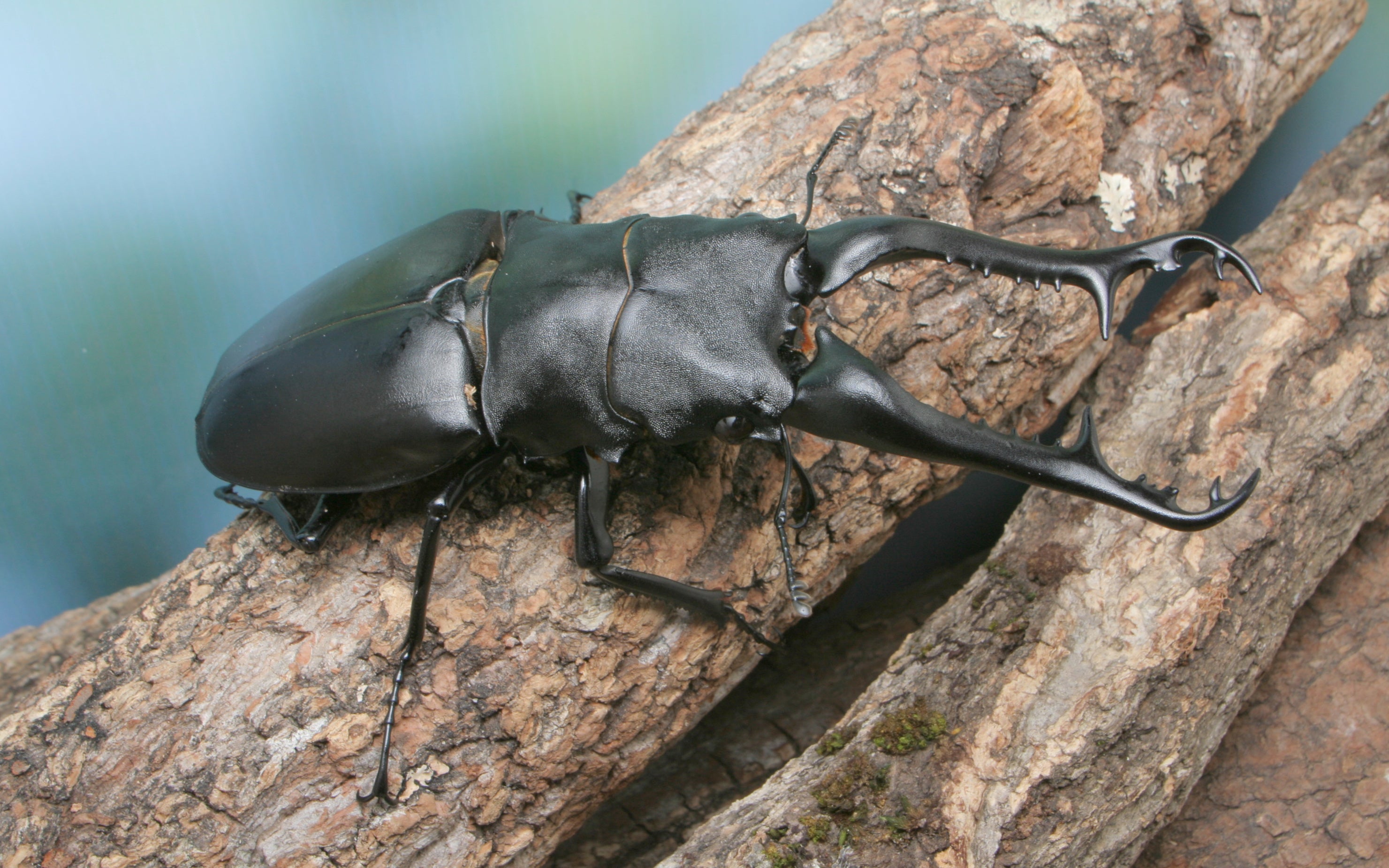 ギラファノコギリクワガタ