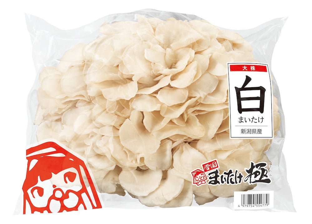 雪国まいたけ極 白　大株
