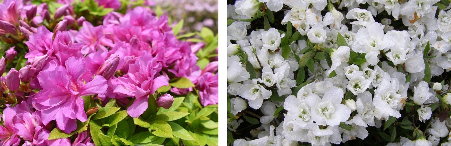 紫麾（むらさきざい）　　　　　　　　　　　　　　　　　白万葉（しろまんよう）