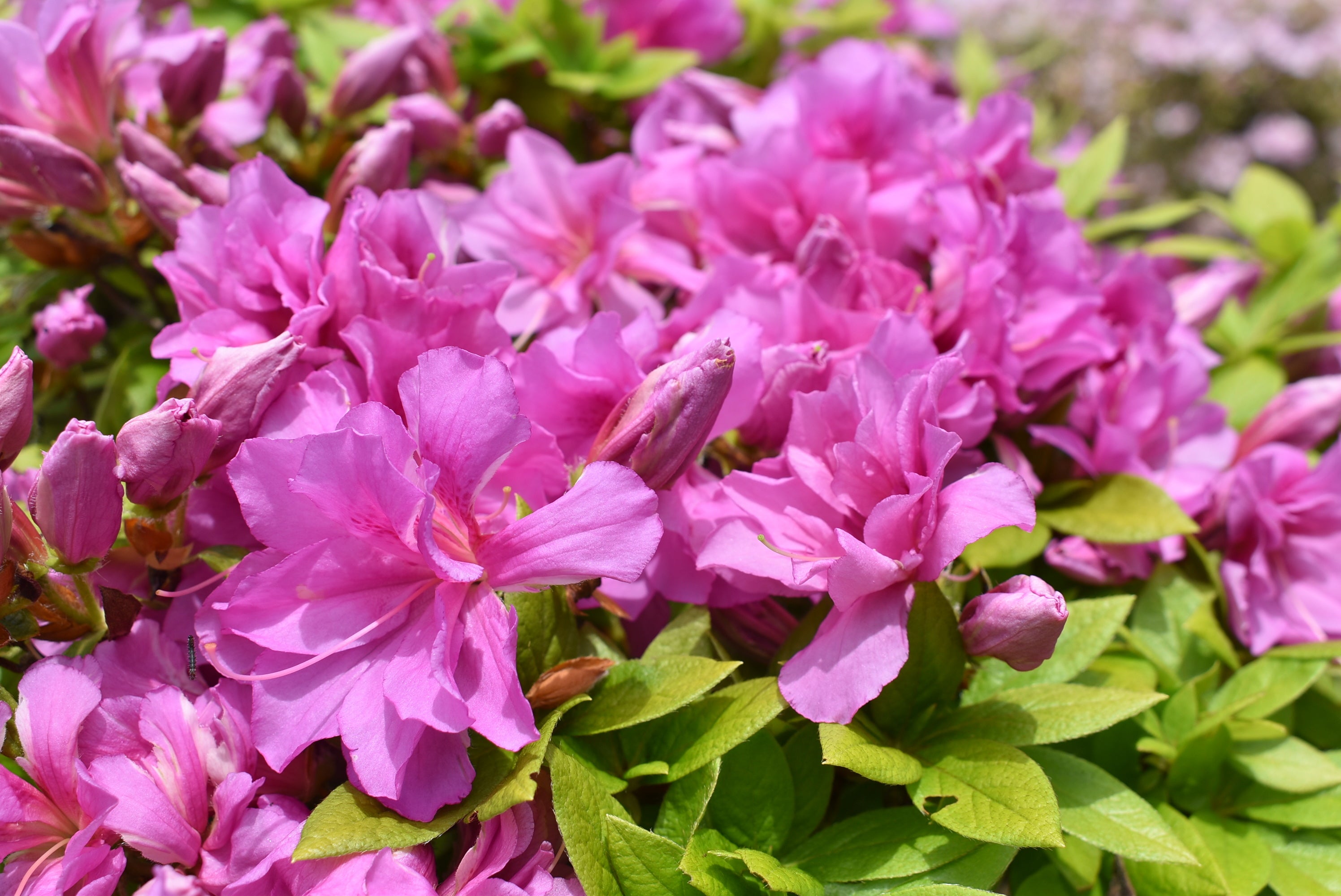 紫麾（むらさきざい）　