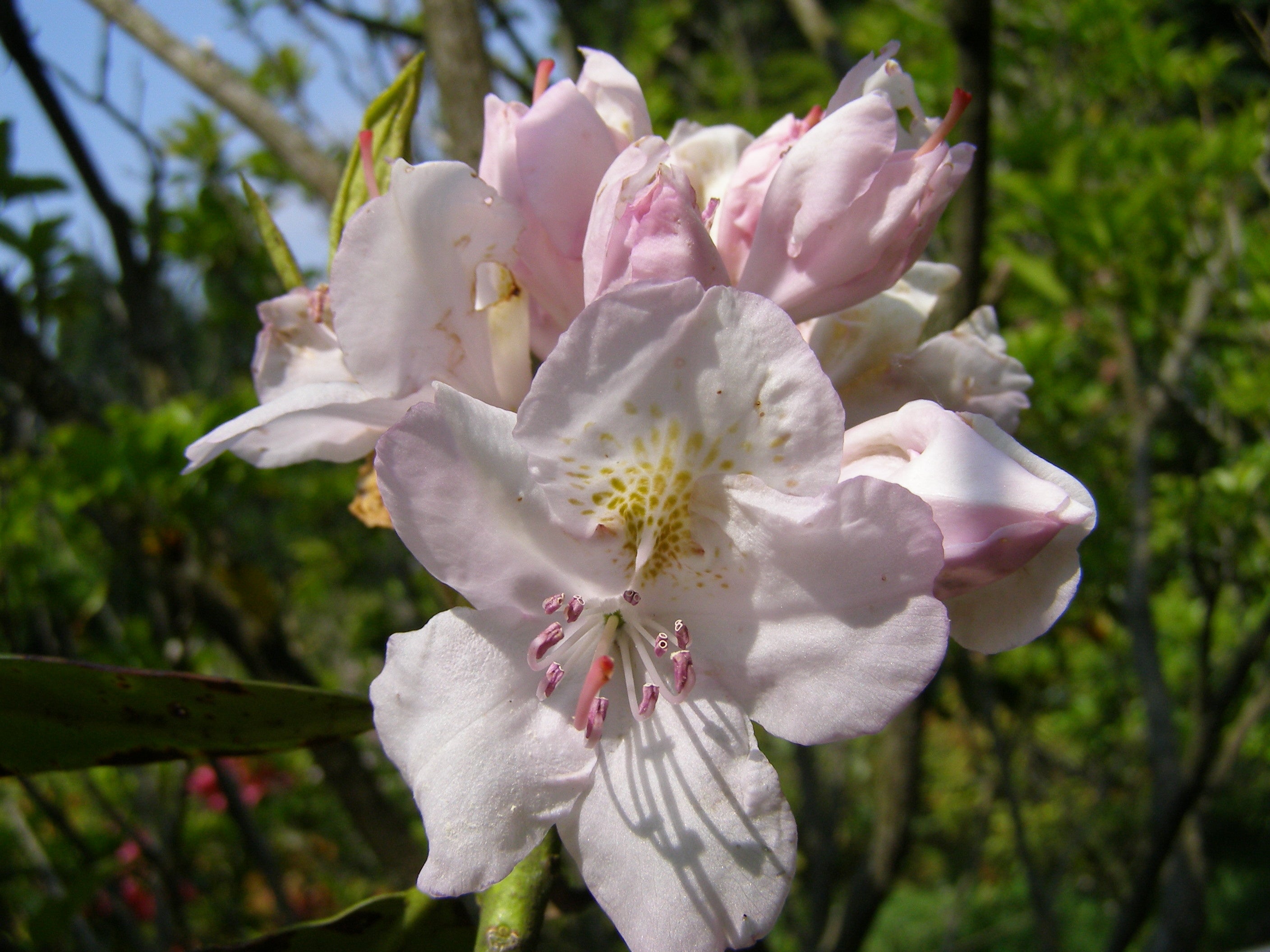 ゴーマー・ウォータラー