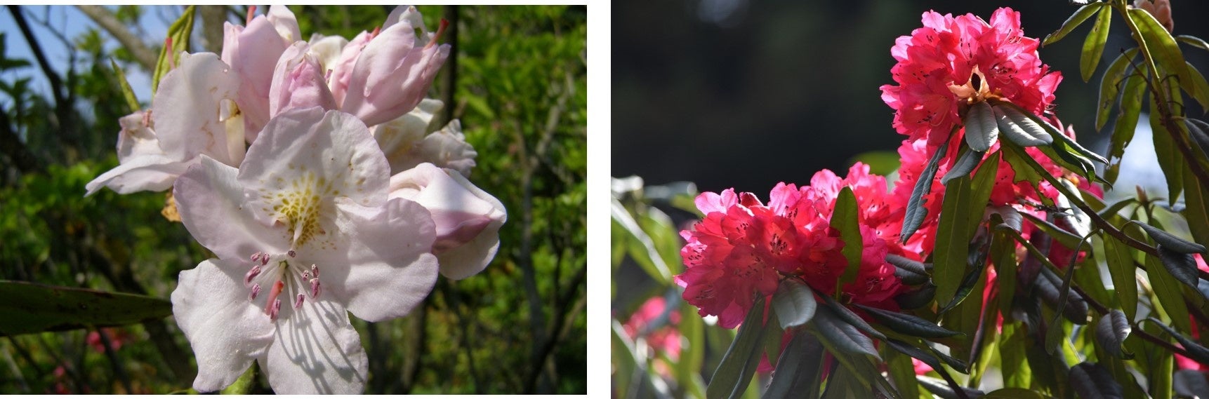 ゴーマー・ウォータラー　　　　　　　　　　　　　　　　アール・オブ・アスロン