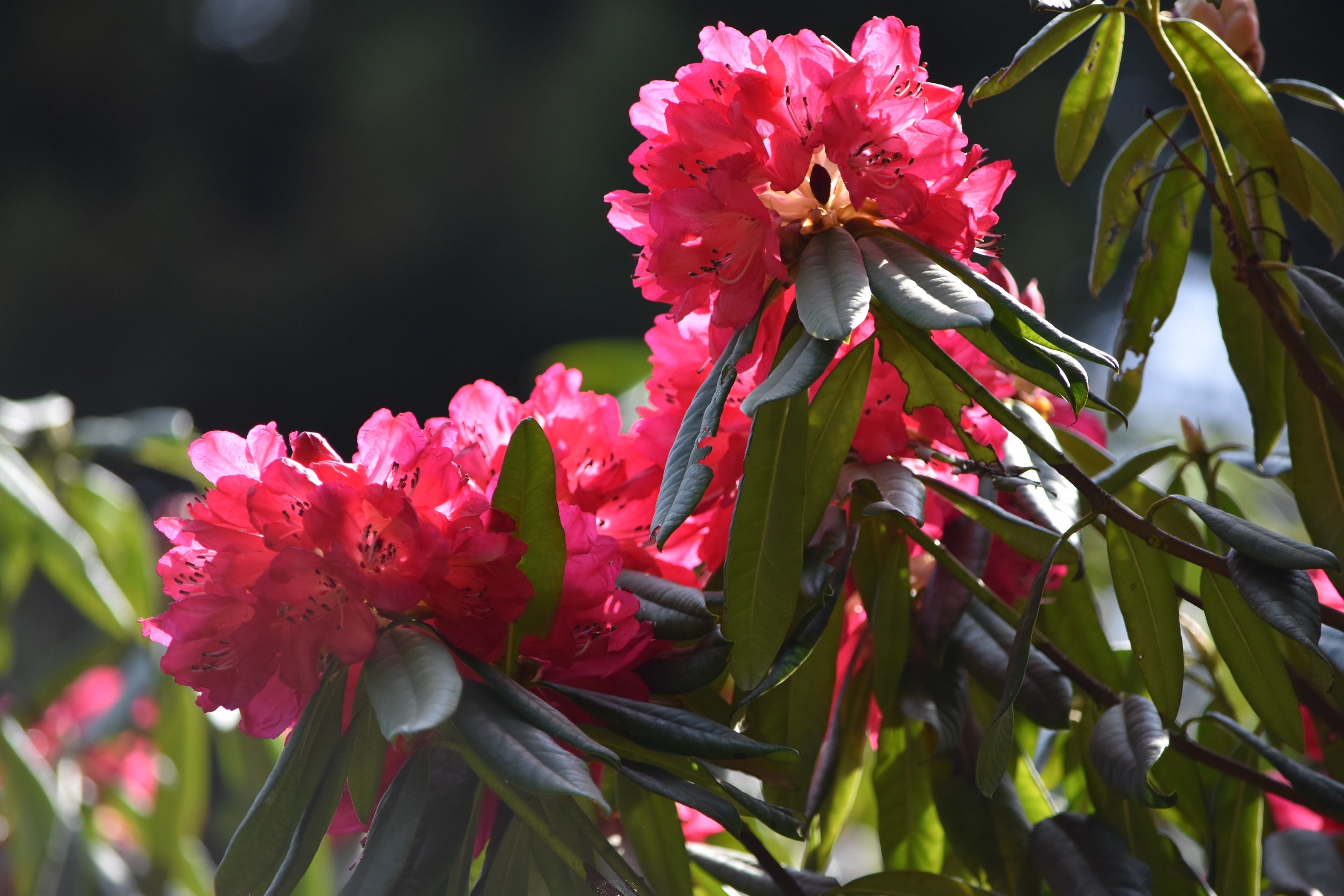 アール・オブ・アスロン