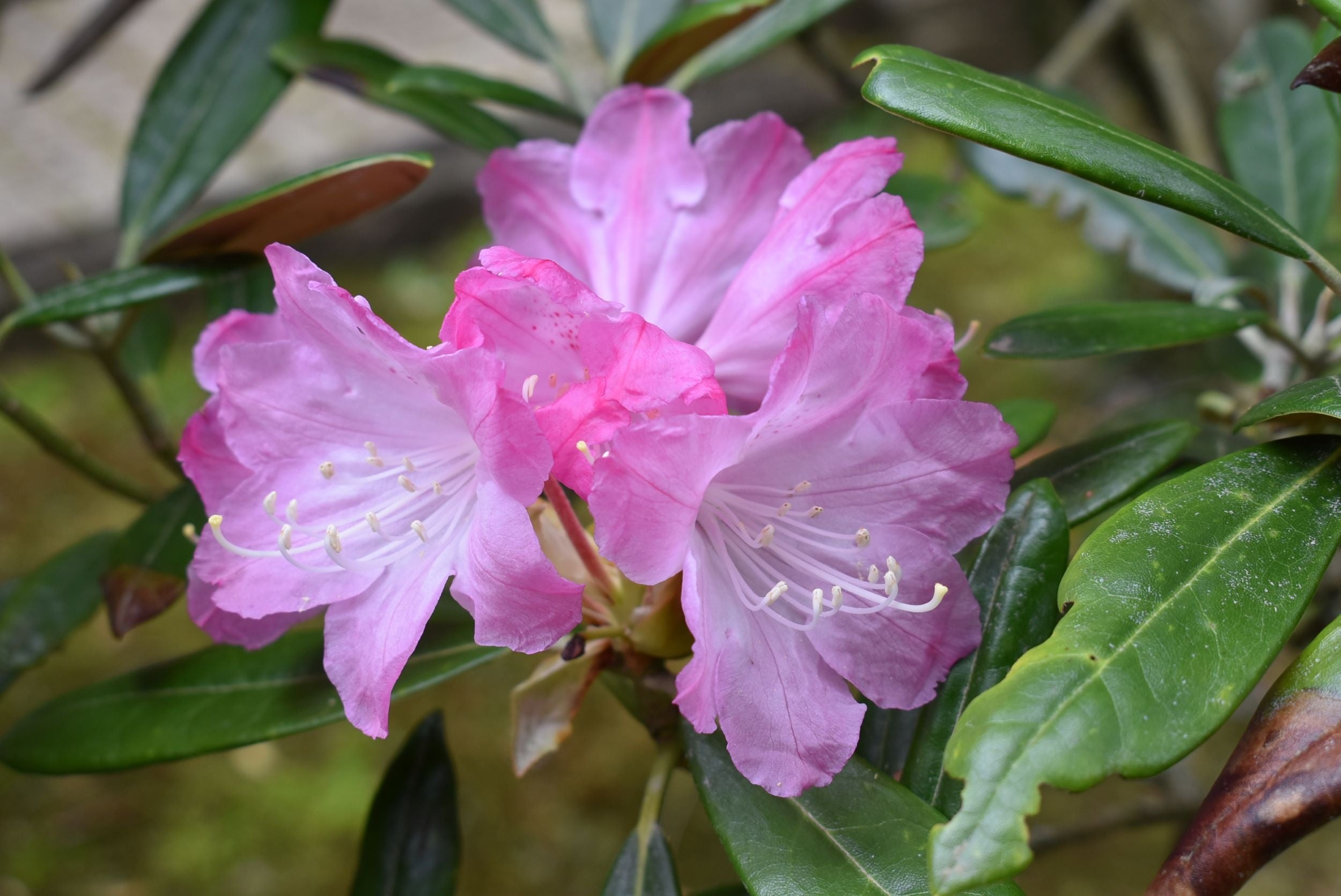 キョウマルシャクナゲ