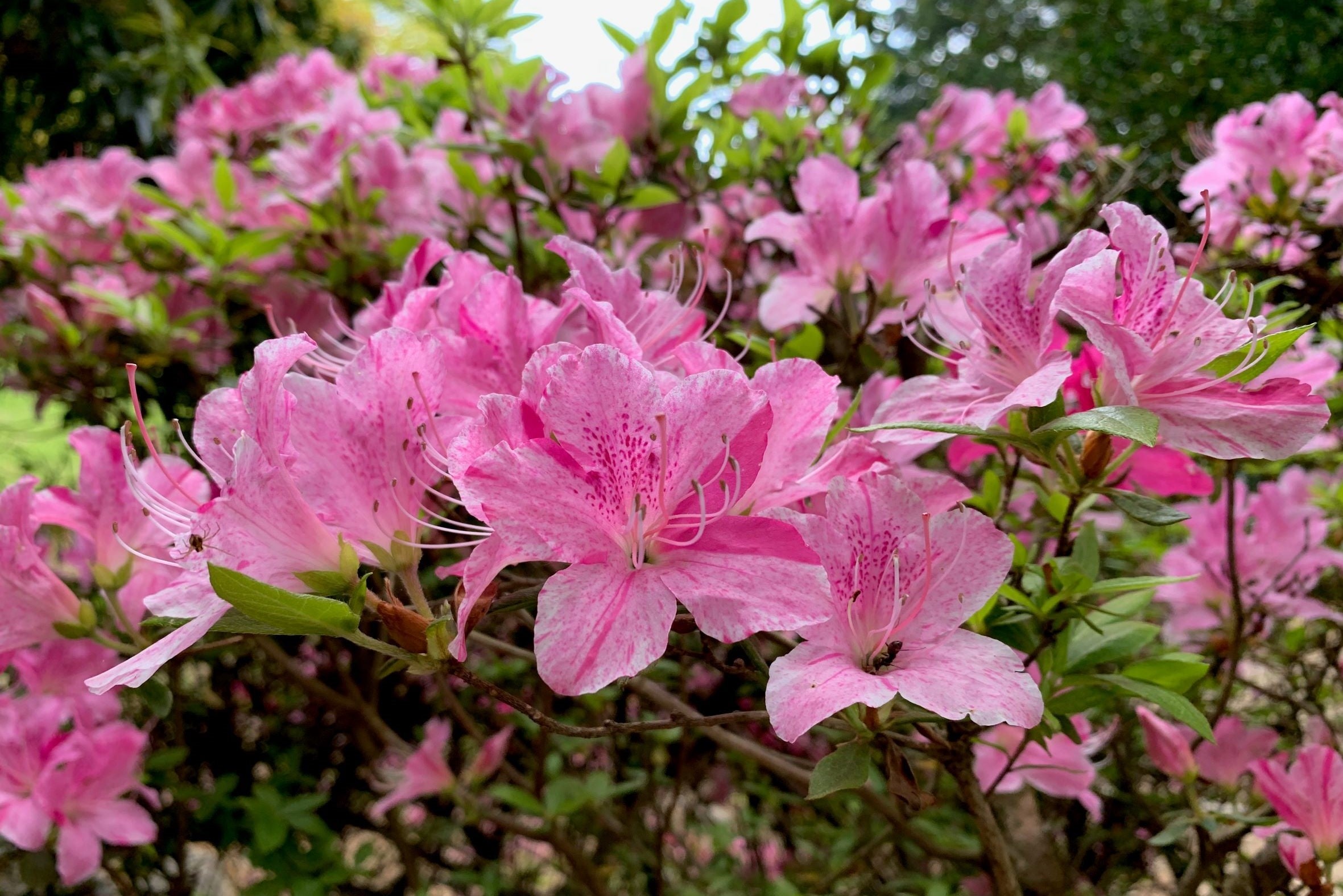 飛鳥川（あすかがわ）