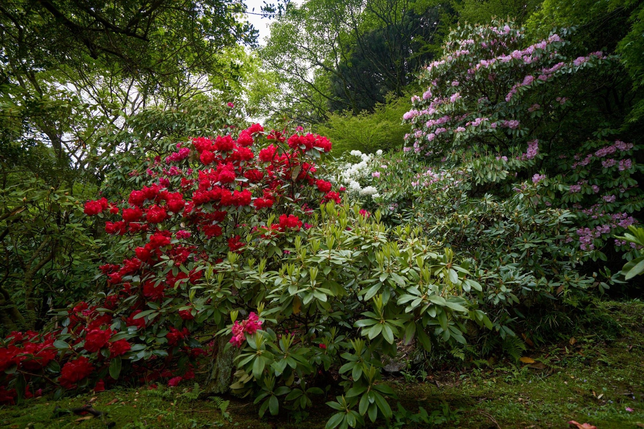 山のホテルの「シャクナゲ園」