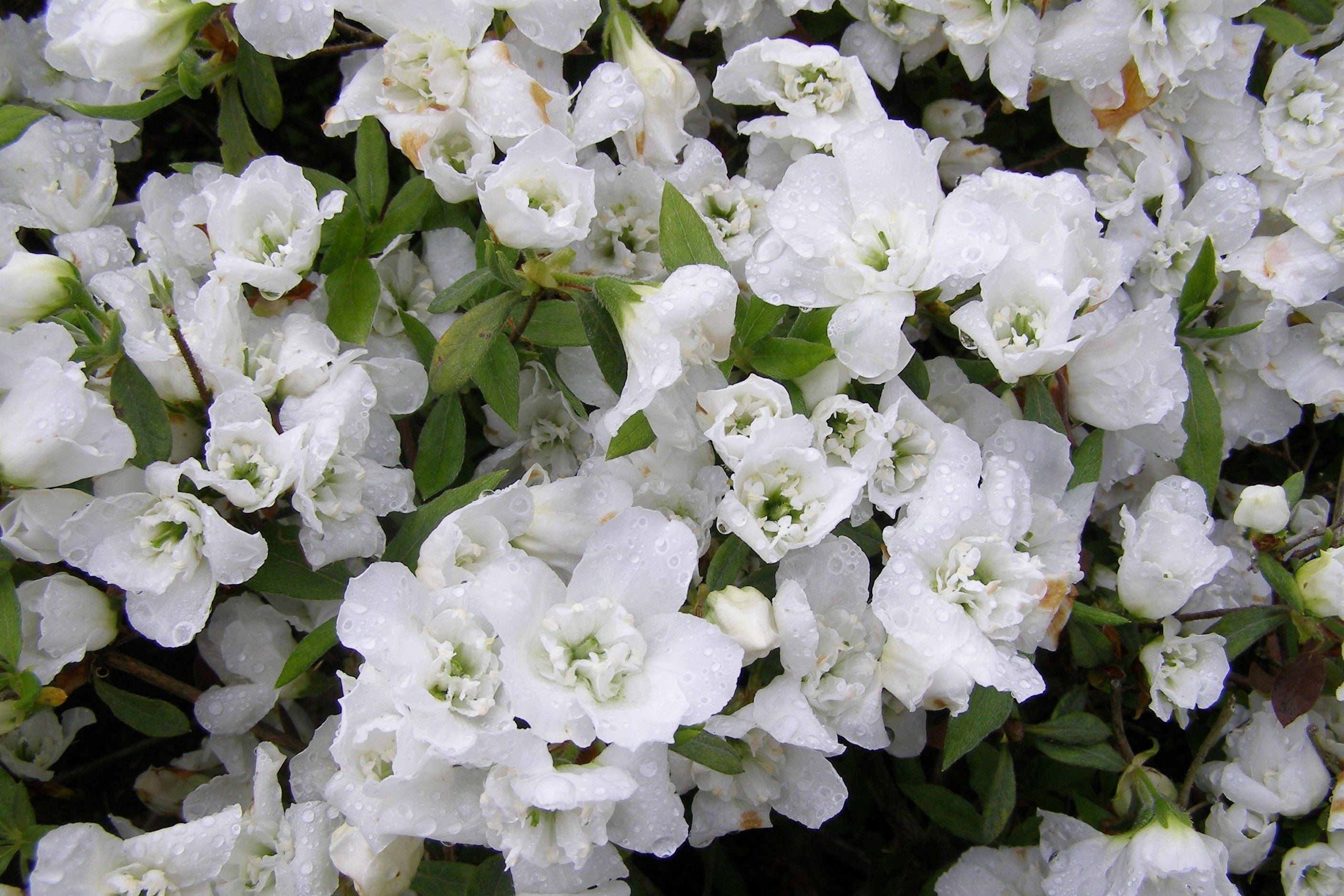 白万葉（しろまんよう）