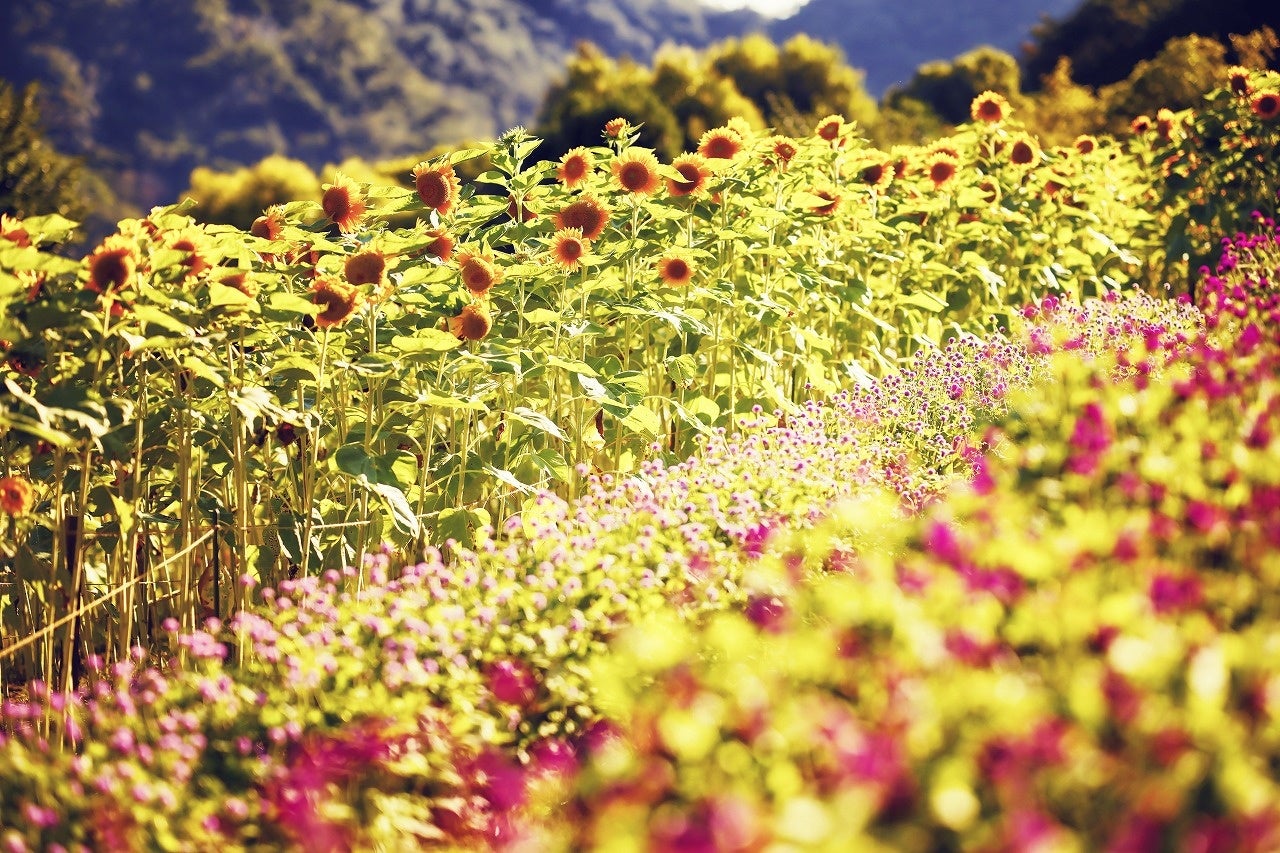 風の丘フラワー園（夕）　ヒマワリ、センニチコウ