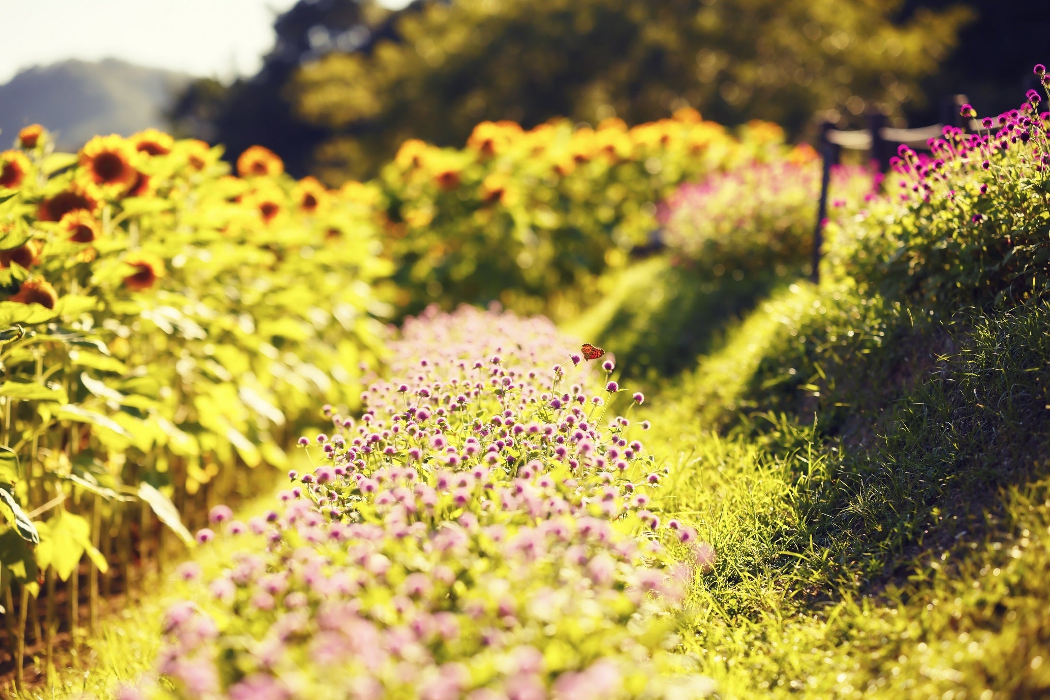 風の丘フラワー園（夕）　ヒマワリ、センニチコウ