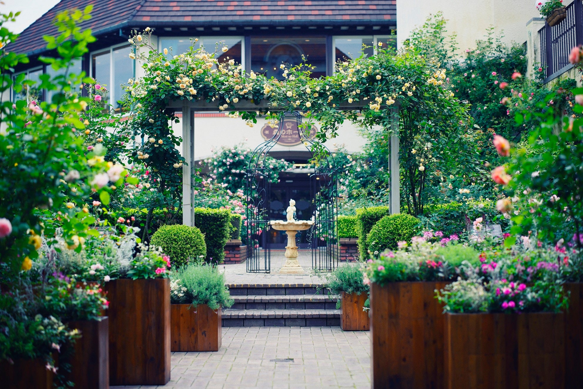 ローズ　10月上旬～11月上旬