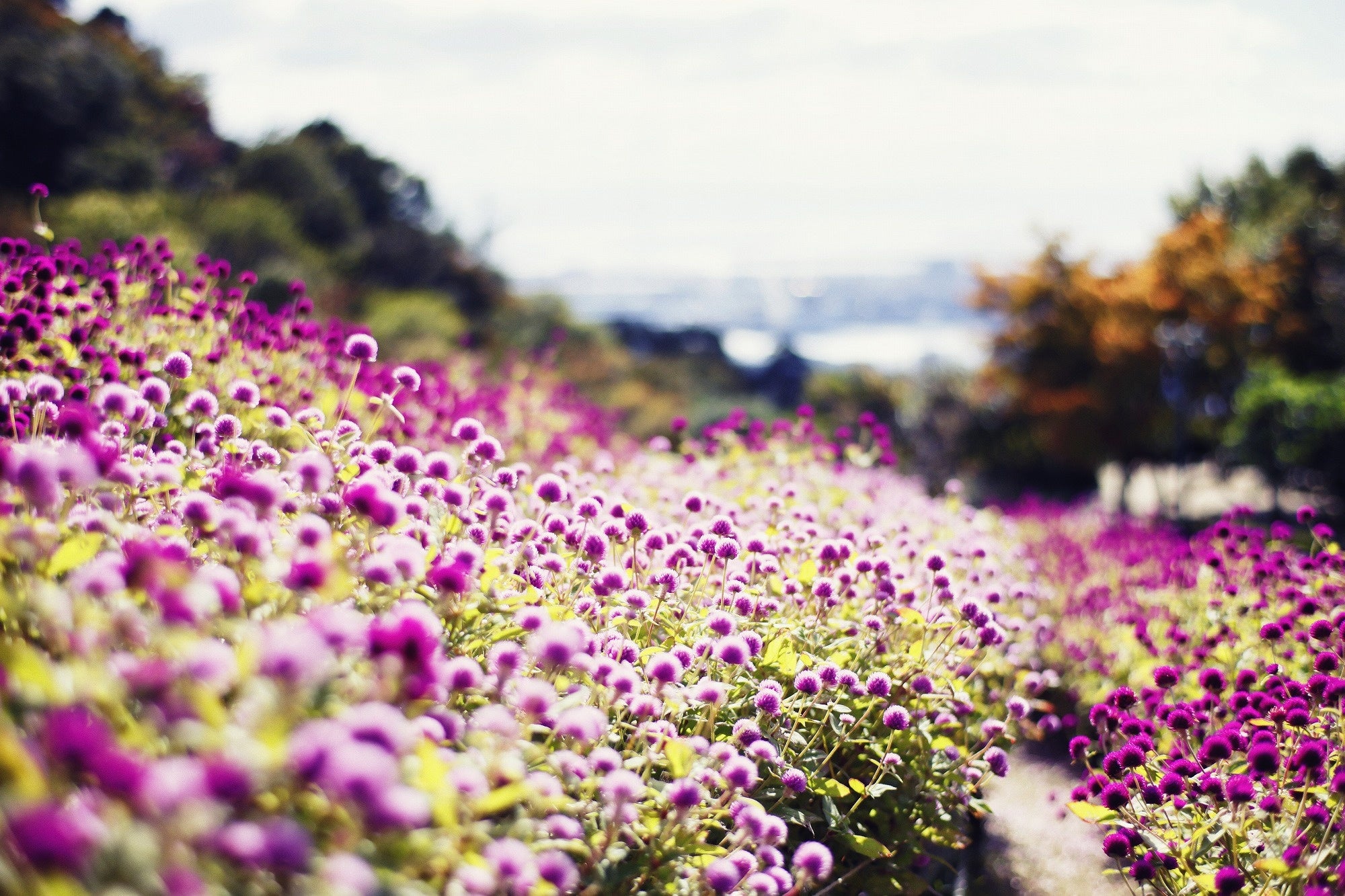 センニチコウ　11月中旬まで