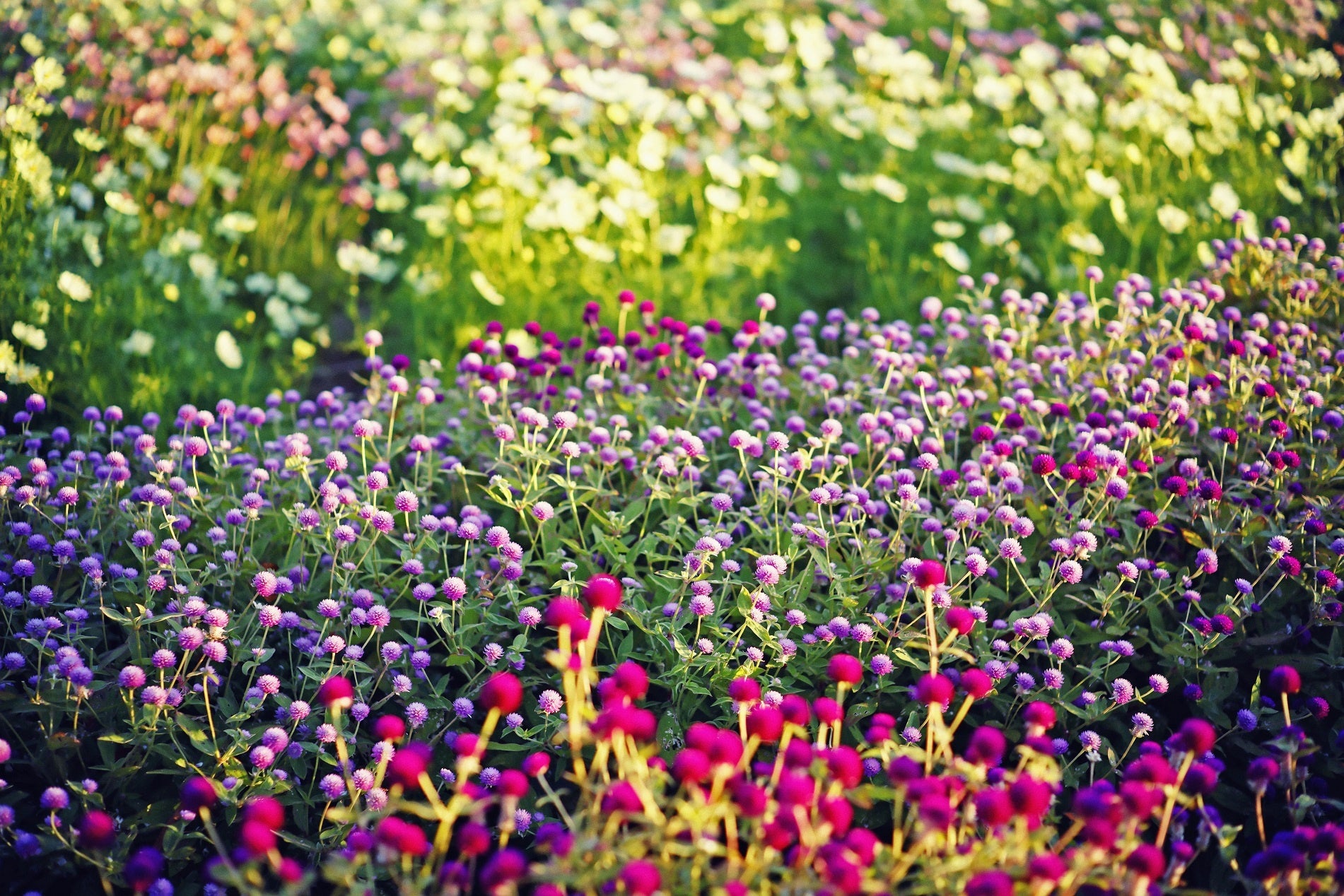 センニチコウ　11月中旬まで
