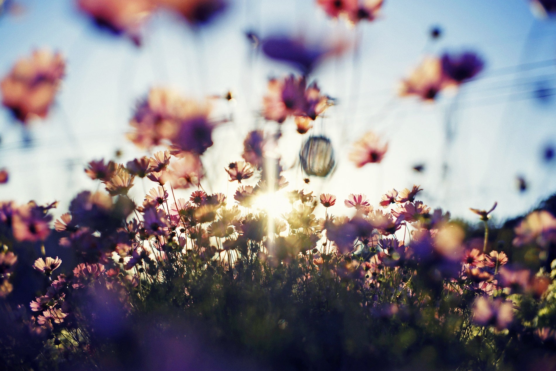 コスモス　10月上旬～12月上旬