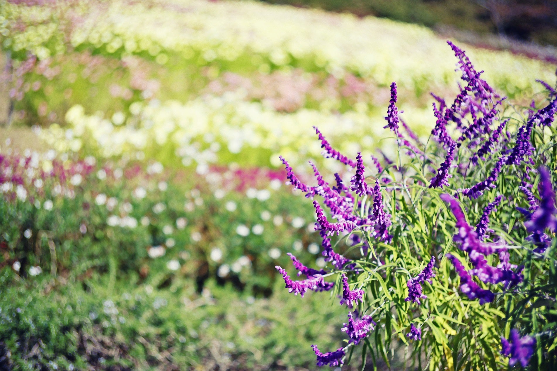 コスモスとセージ