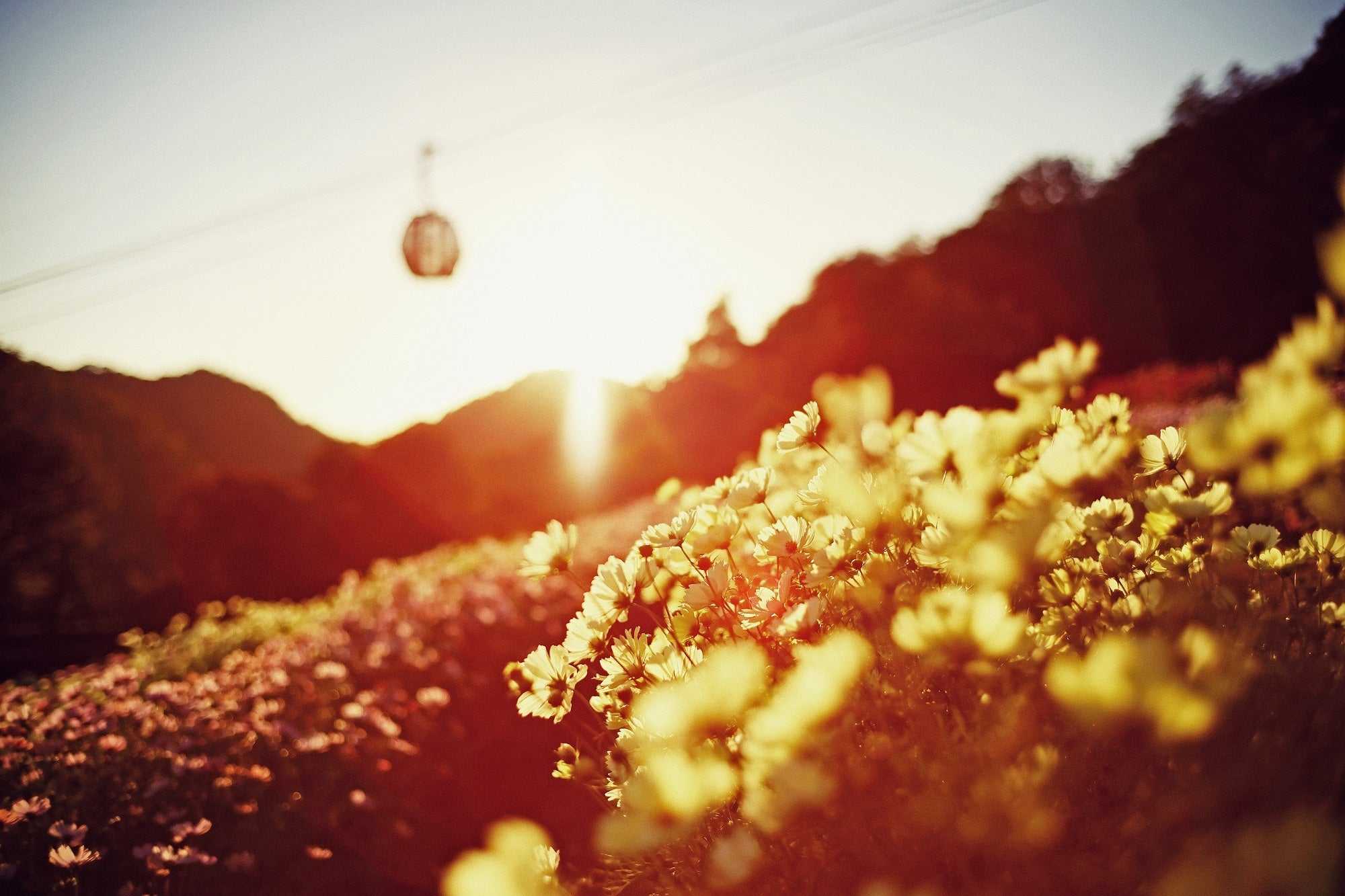 風の丘フラワー園の夕景
