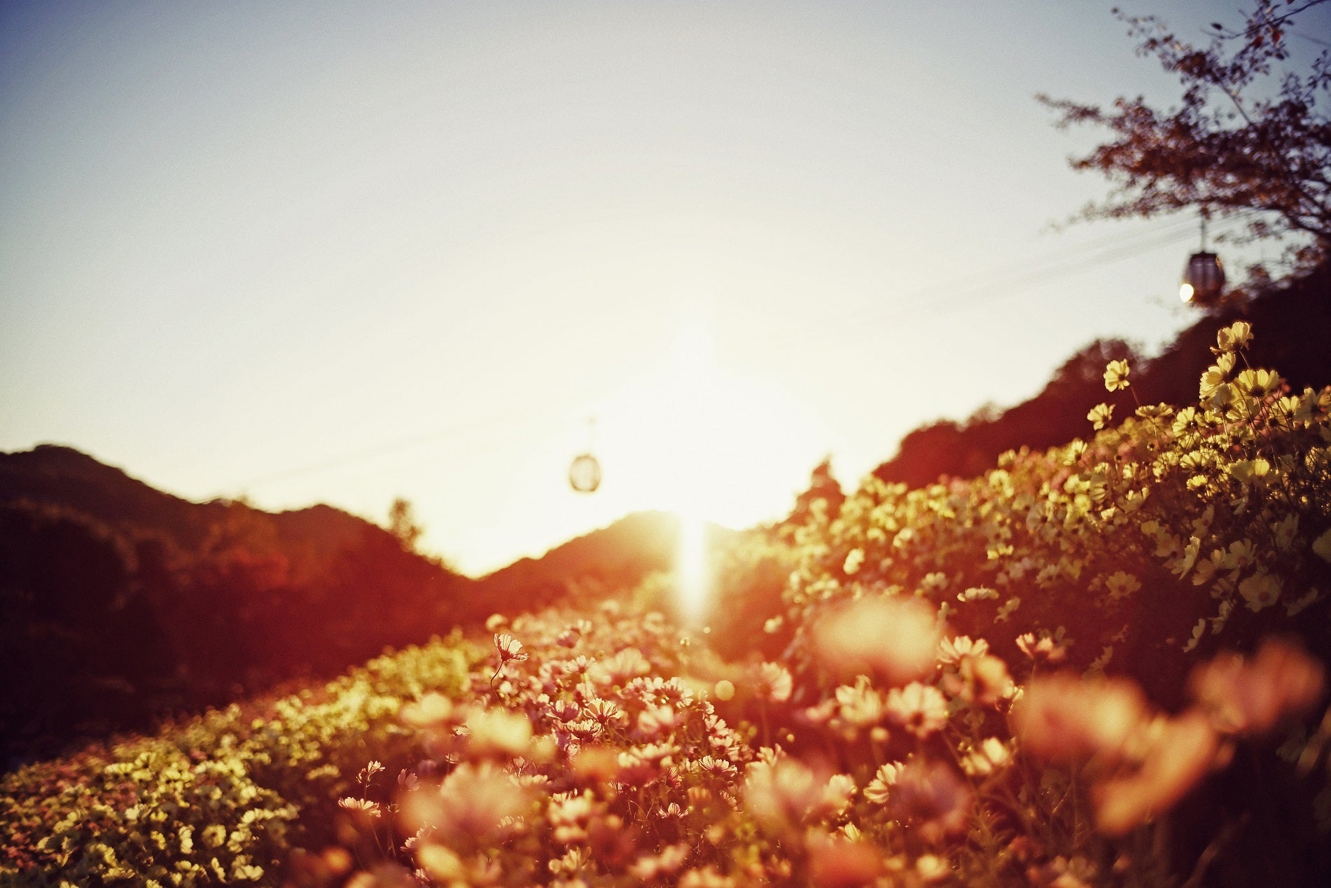 風の丘フラワー園（夕）