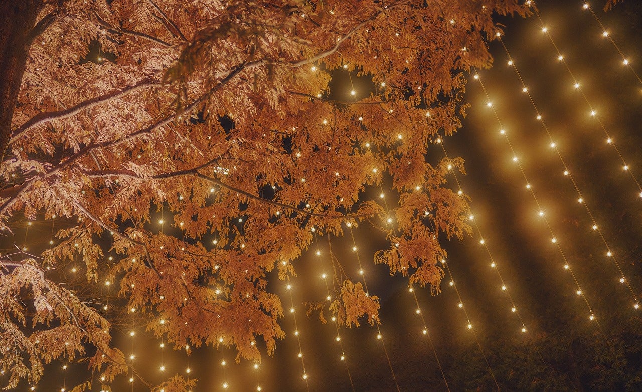 神戸のクリスマスの新スポット。森の中、夜空にそびえる高さ25m