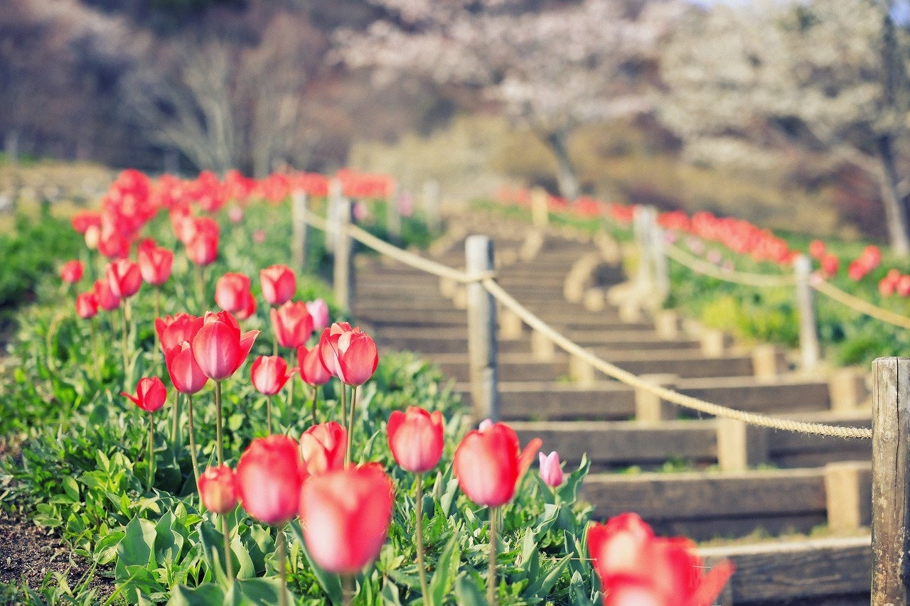チューリップ
