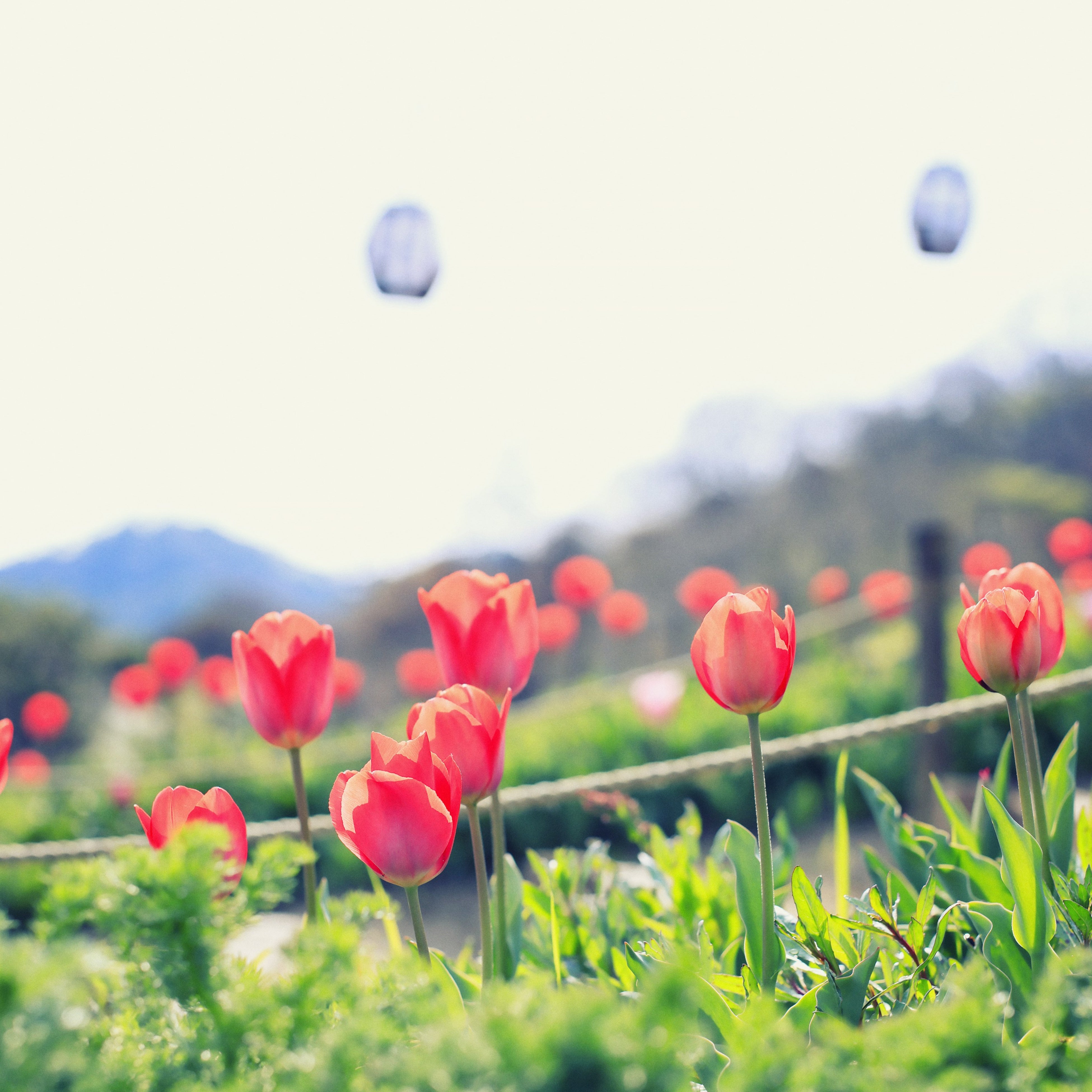チューリップ　風の丘フラワー園