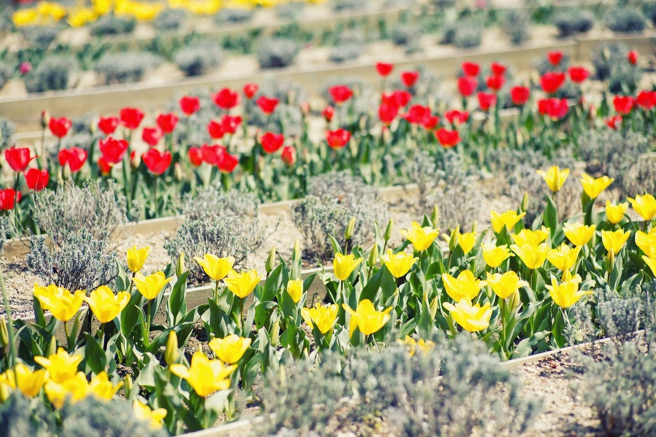 チューリップ　ラベンダー園